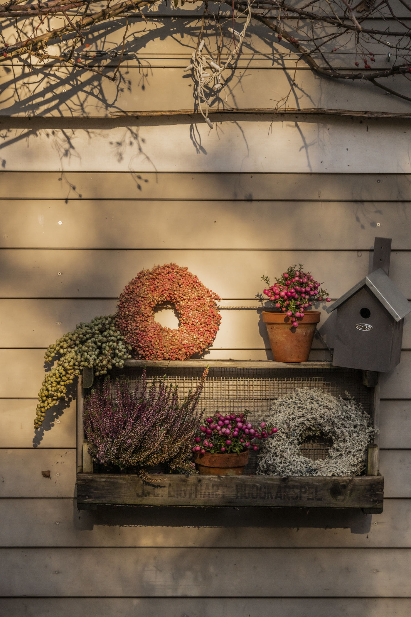 My Cottage Garden