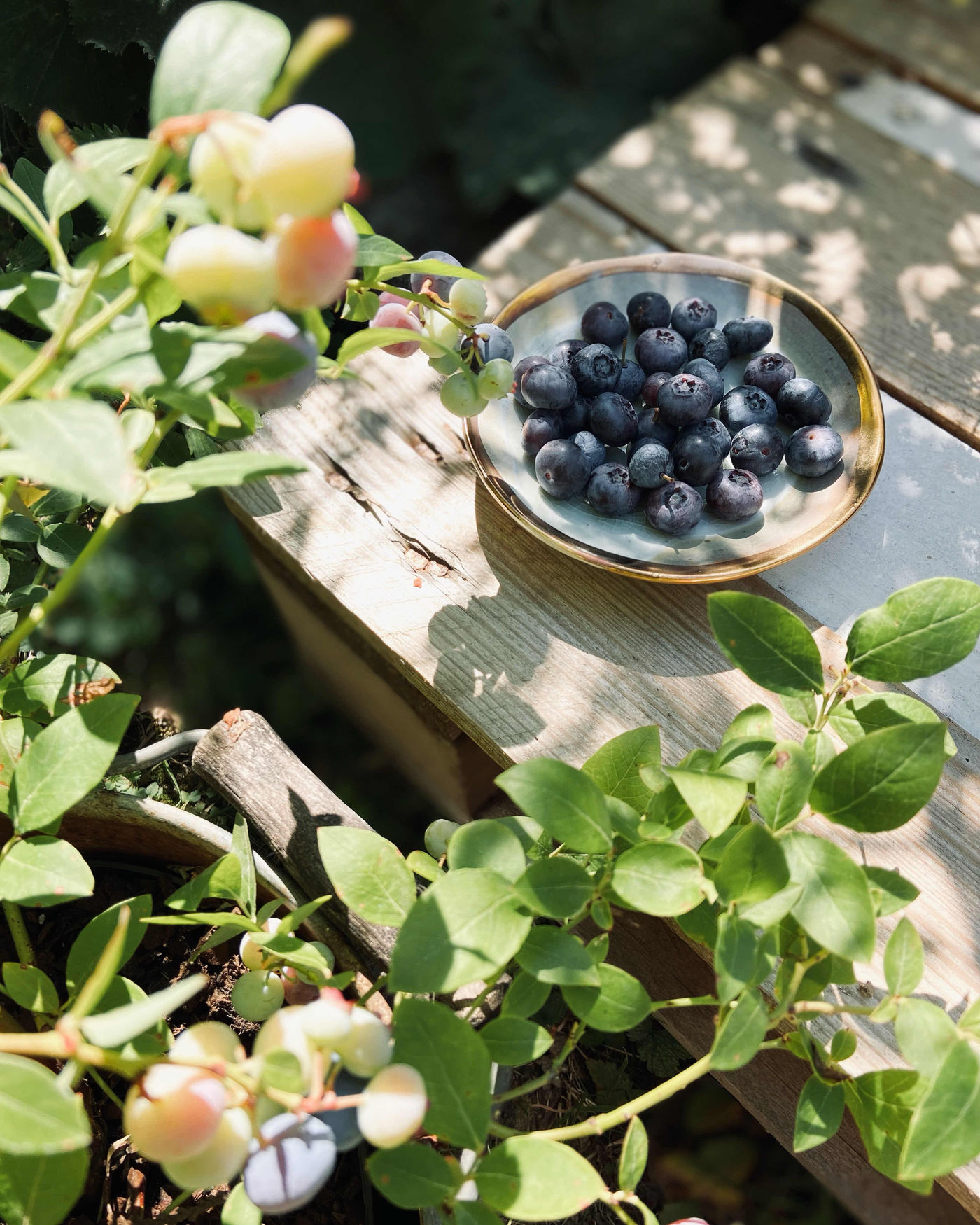 Heidelbeeren