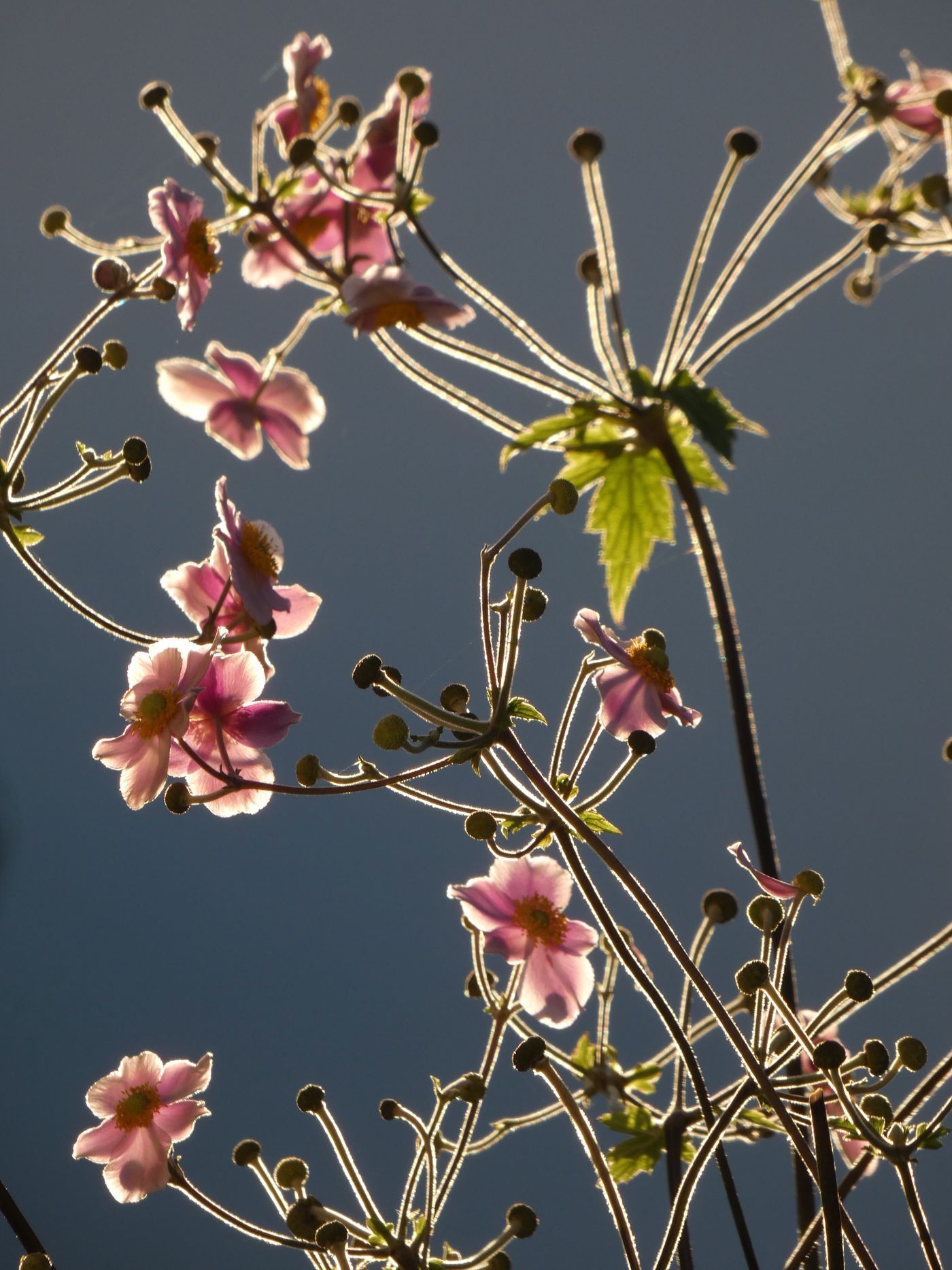 Anemonen