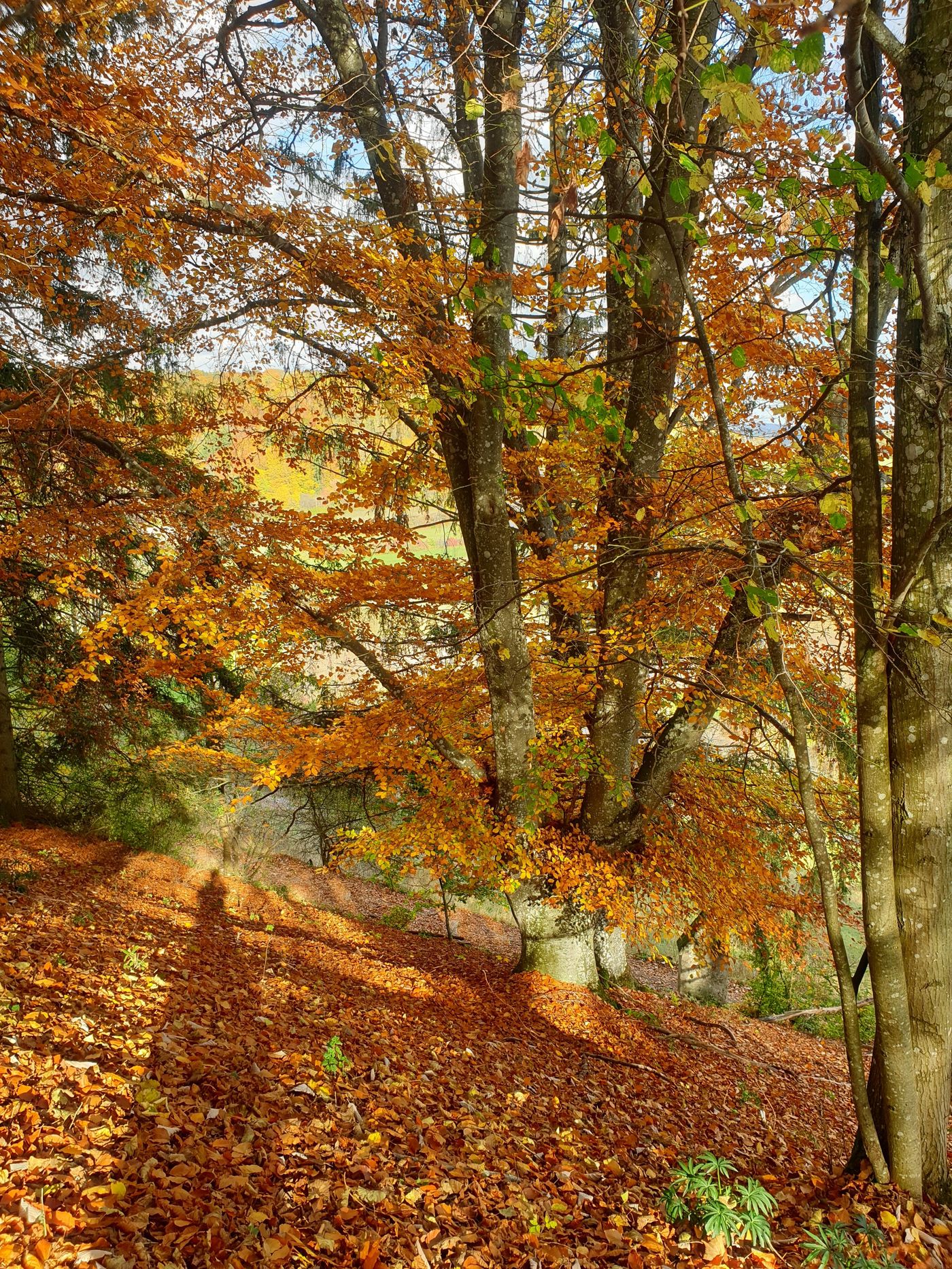 Herbstwald