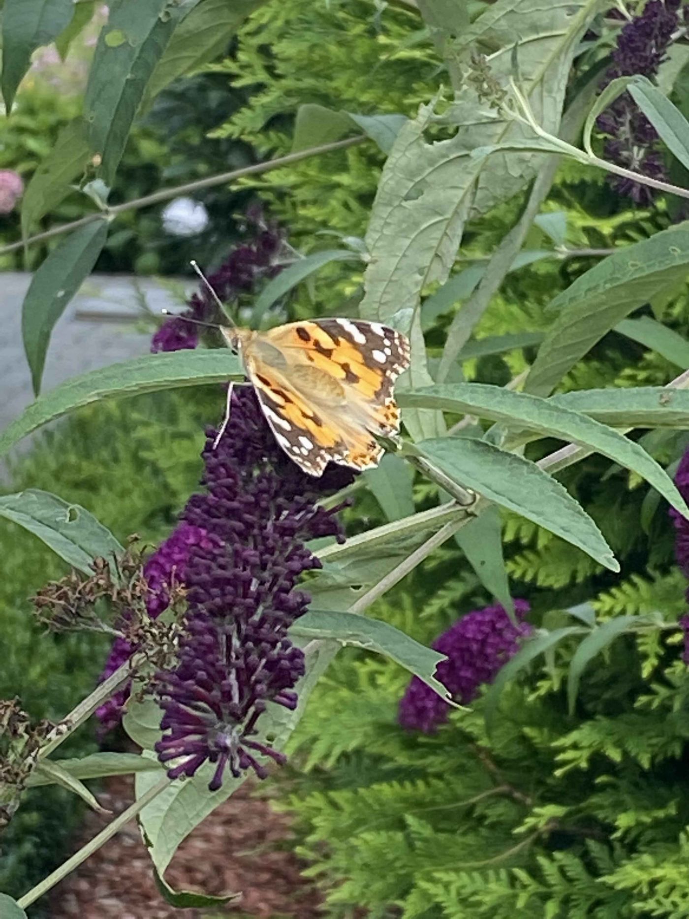 Schmetterling