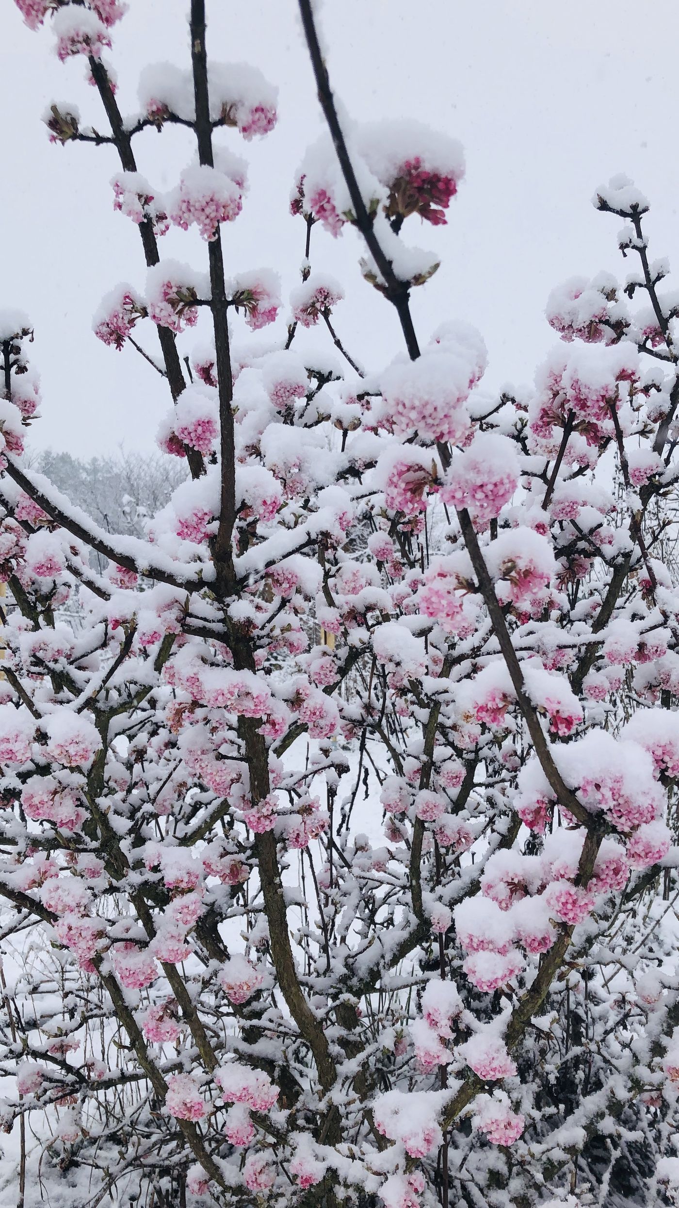 Winterschneeball