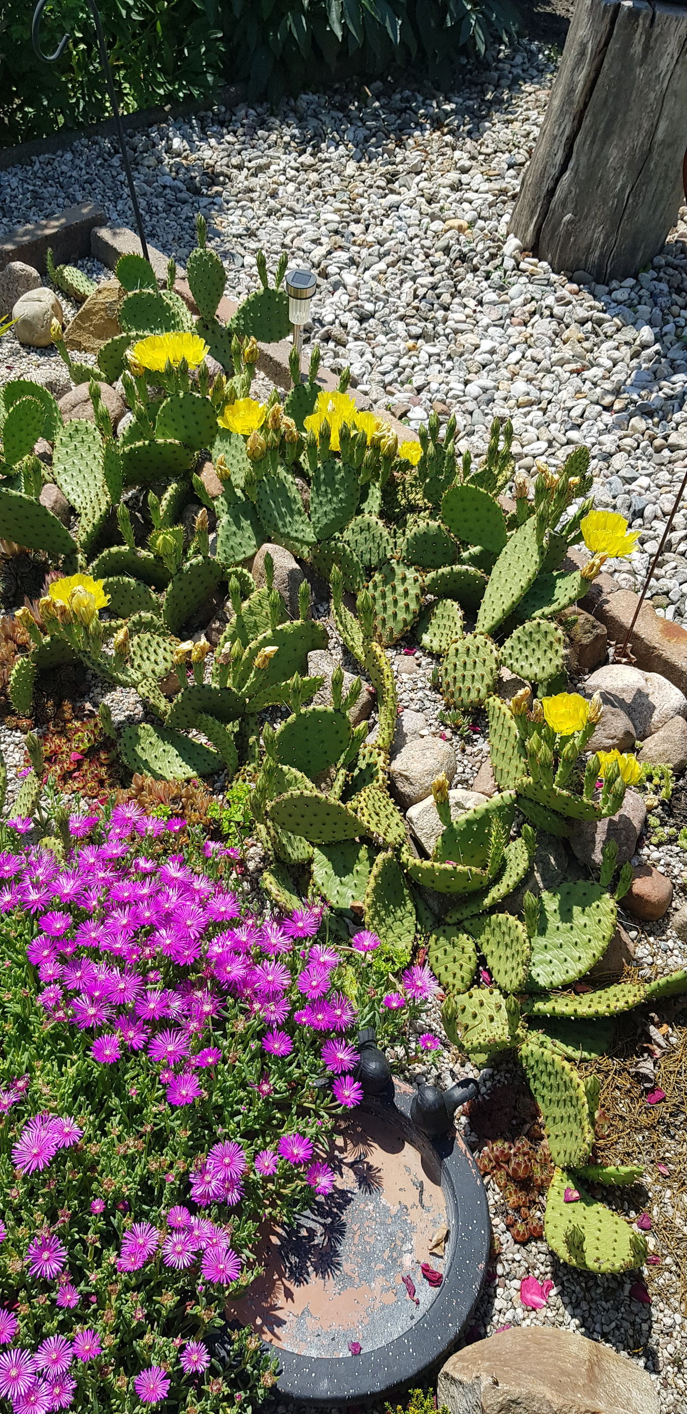 Kleiner Garten