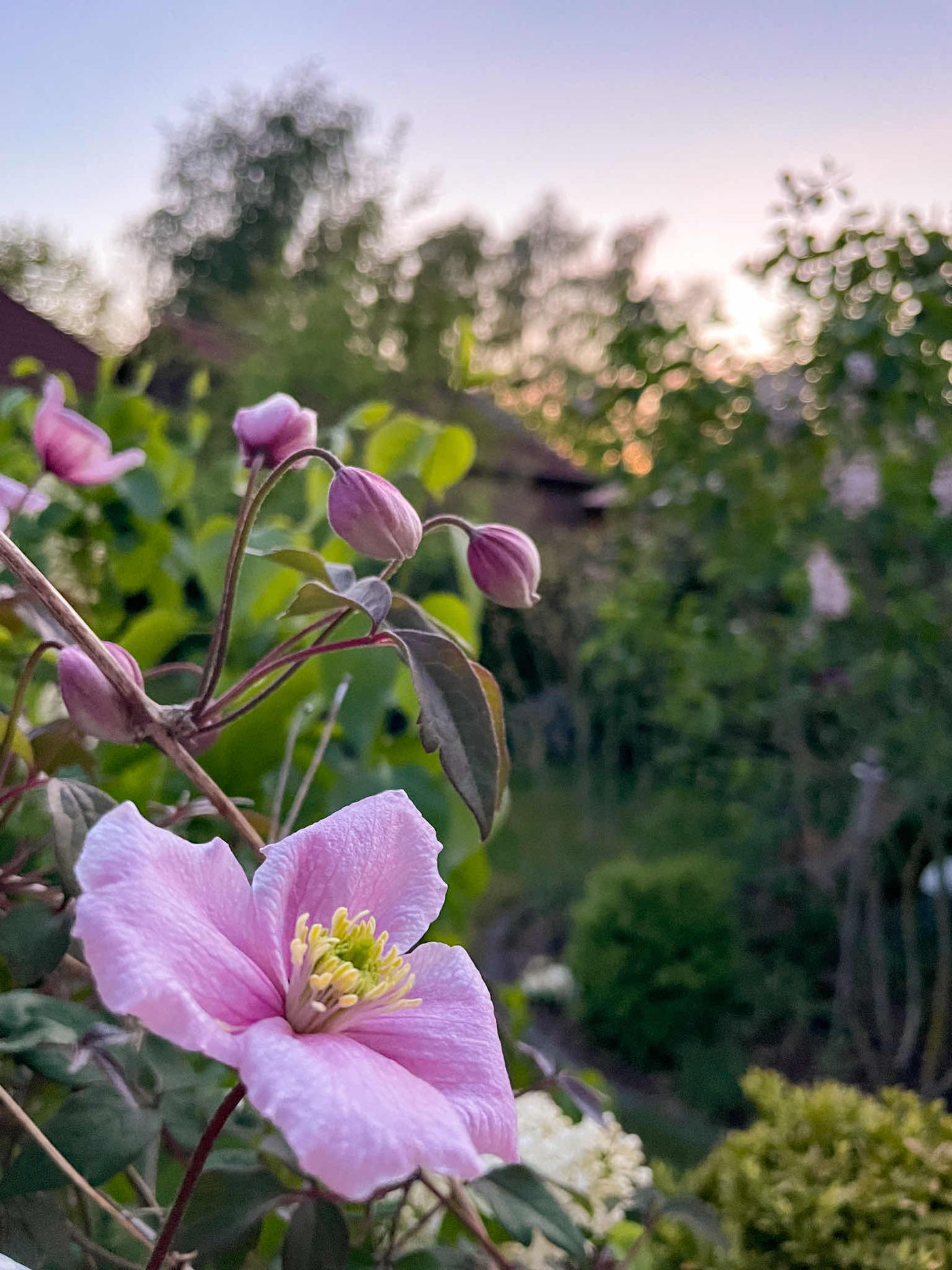 Clematis