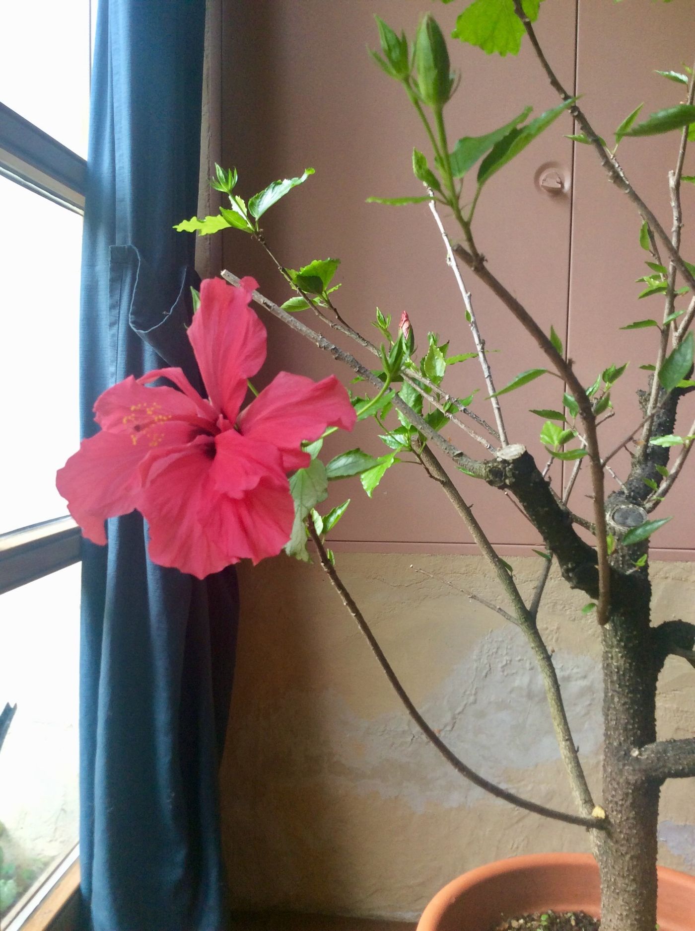 Hibiskus