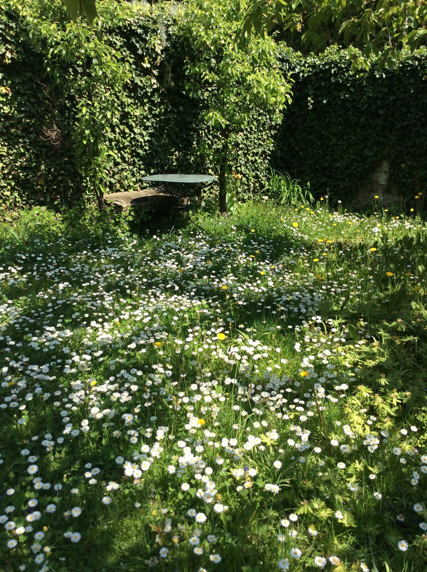 Gänseblümchen