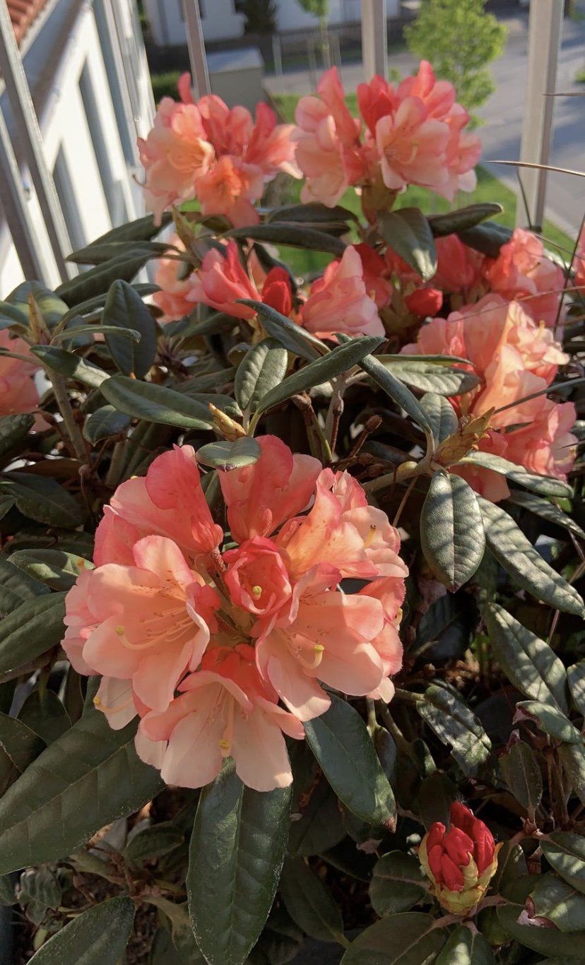 Rhododendron