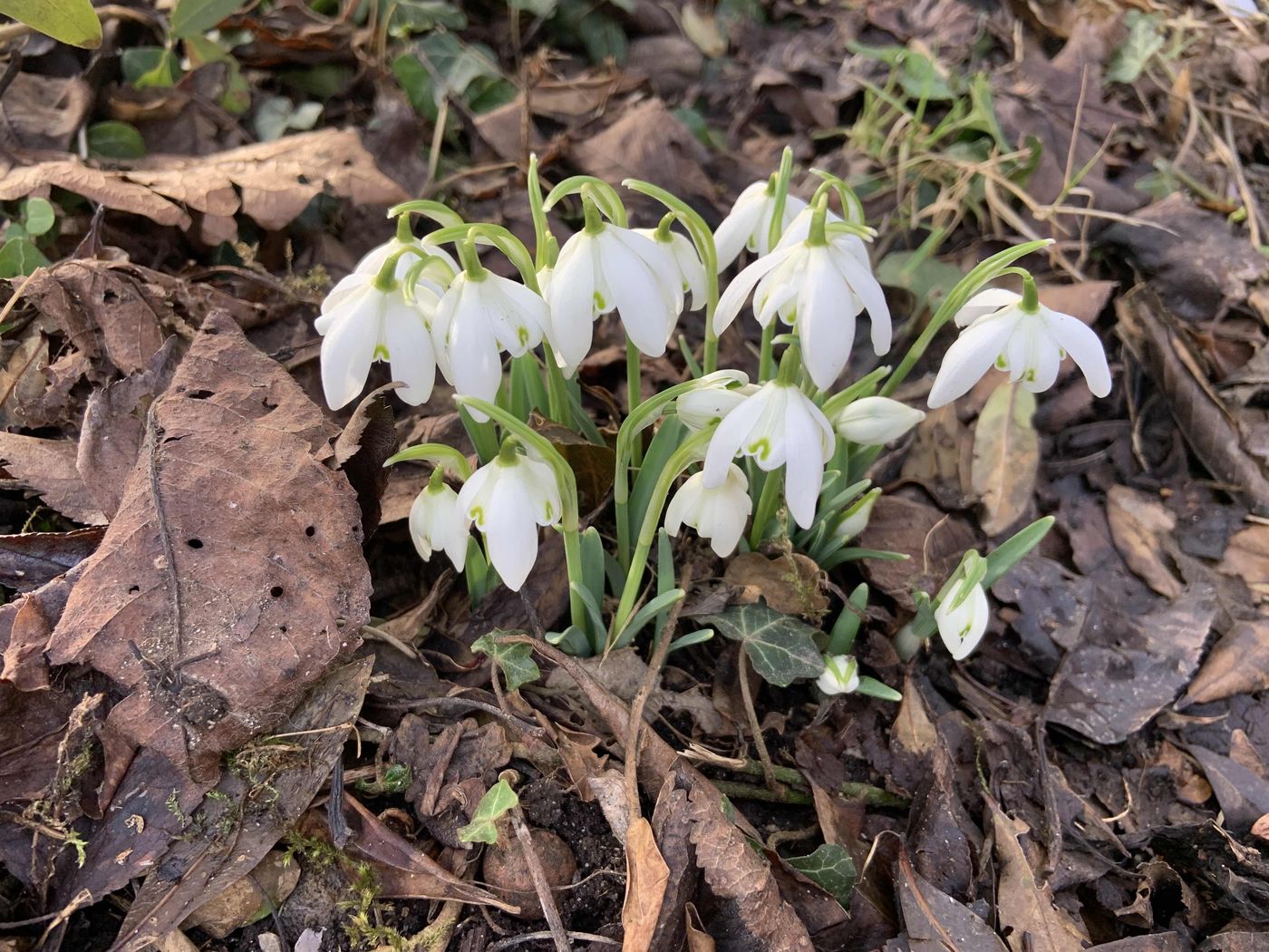 Schneeglöckchen