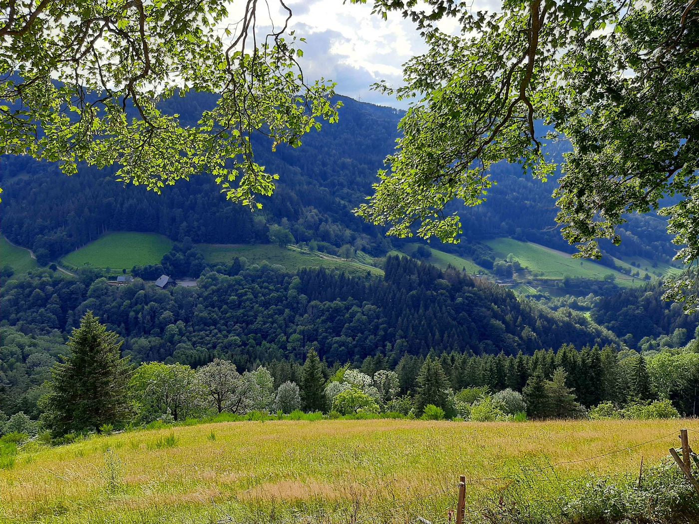 Schwarzwald