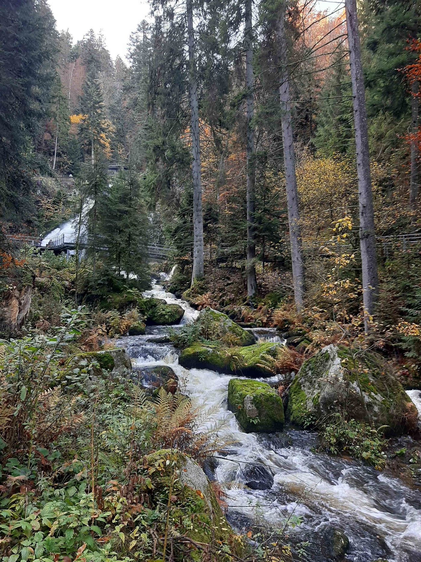 Schwarzwald