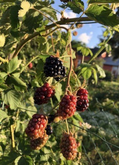 Brombeeren