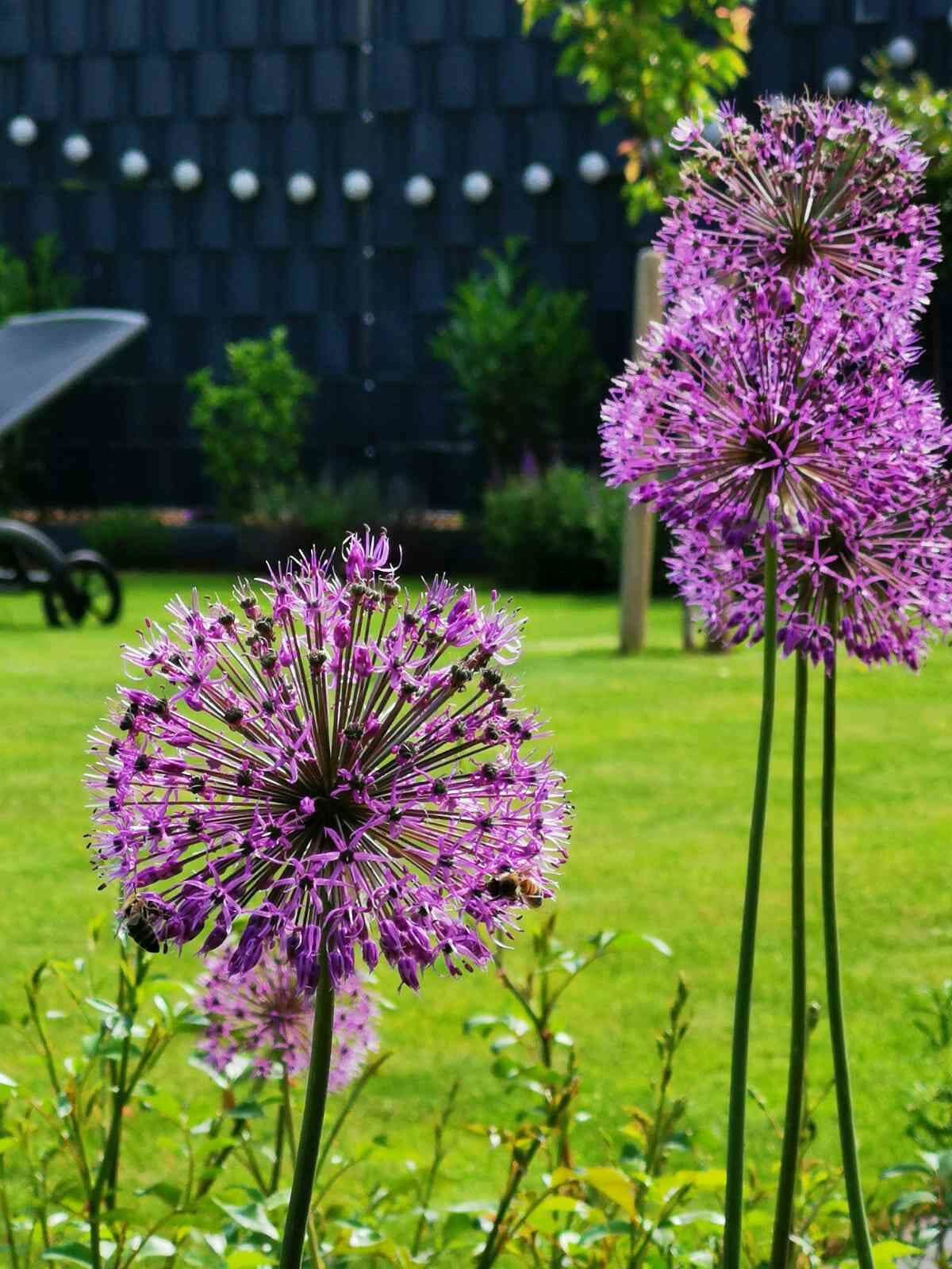 Allium