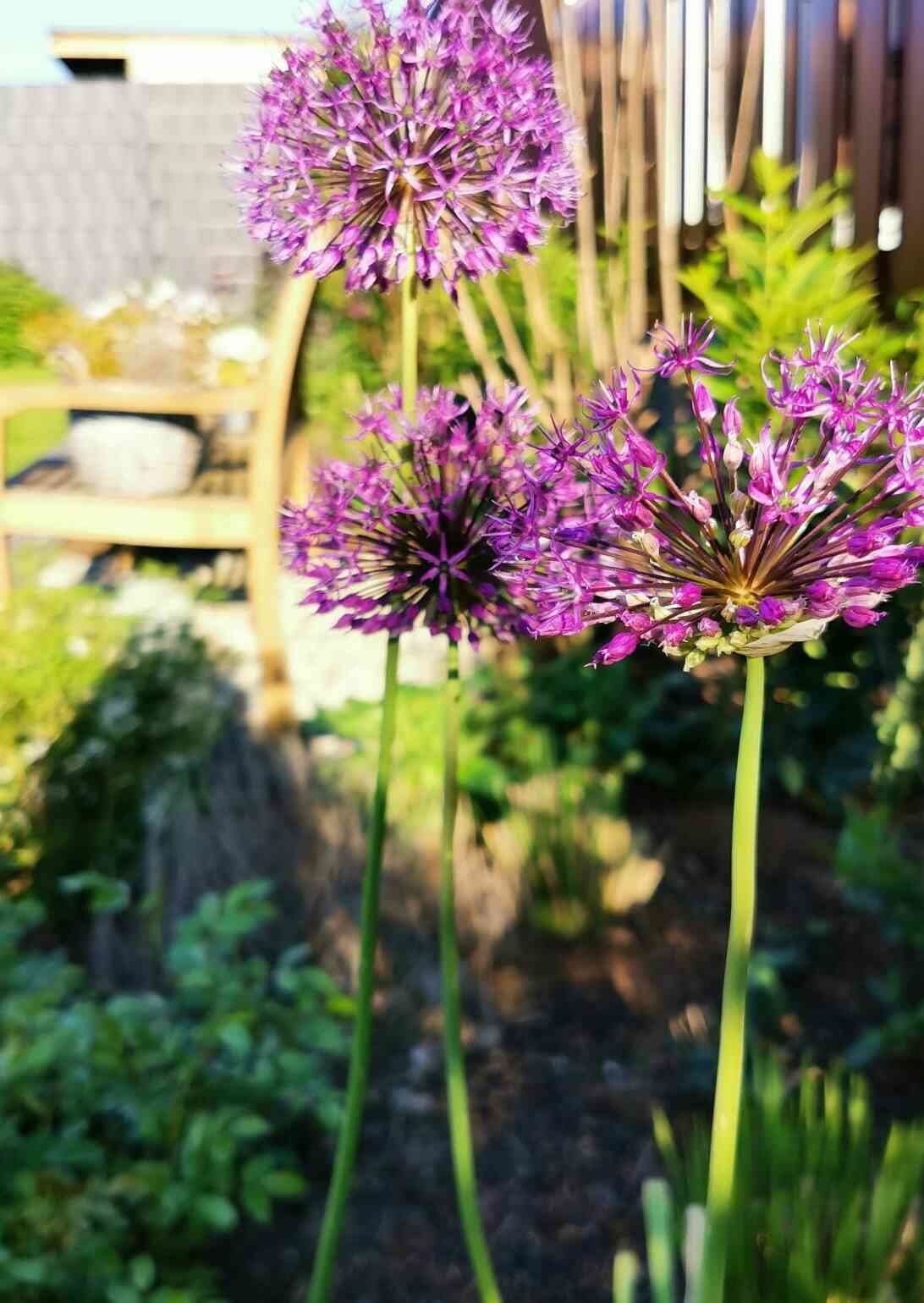 Allium