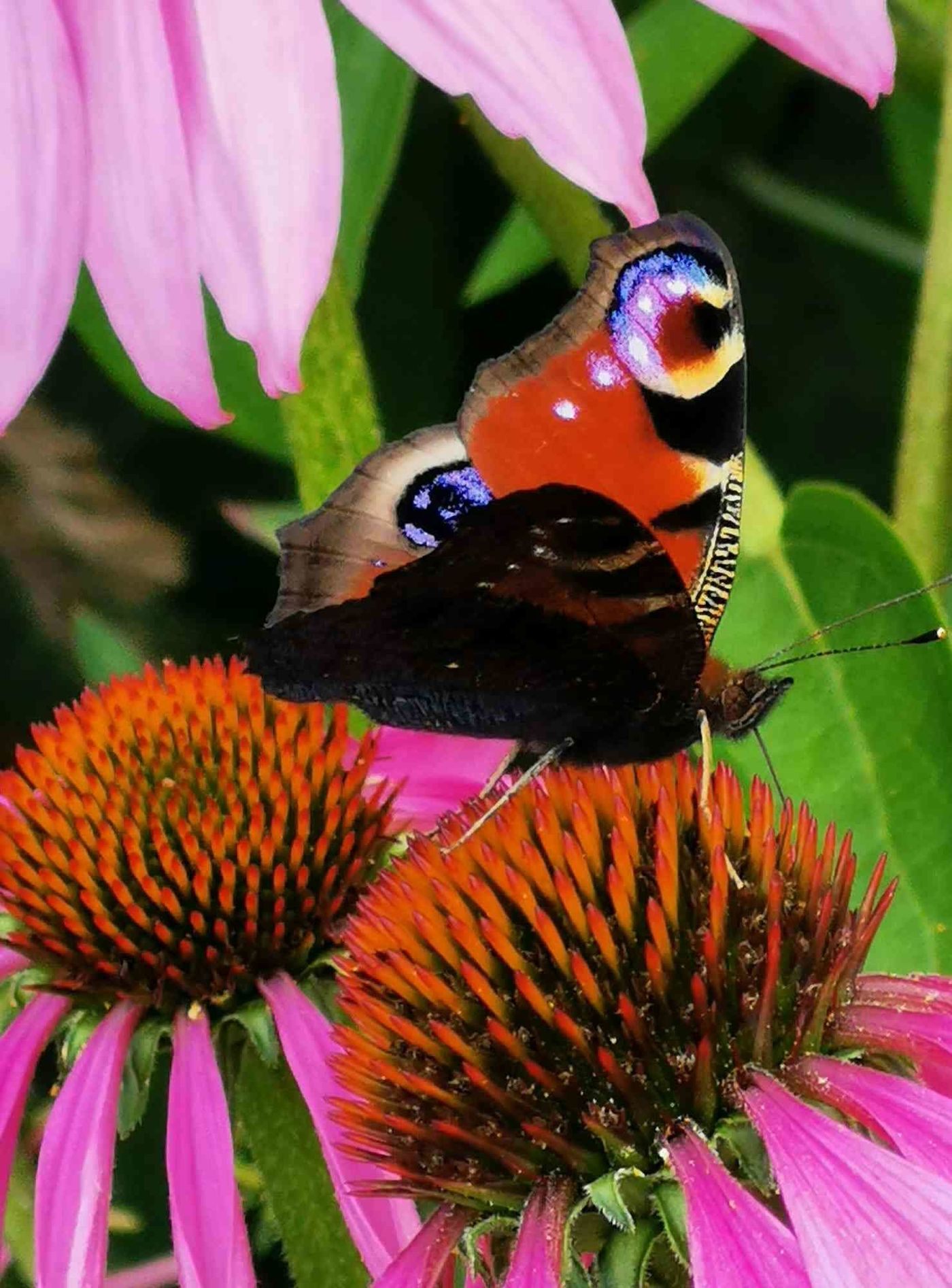 Schmetterling