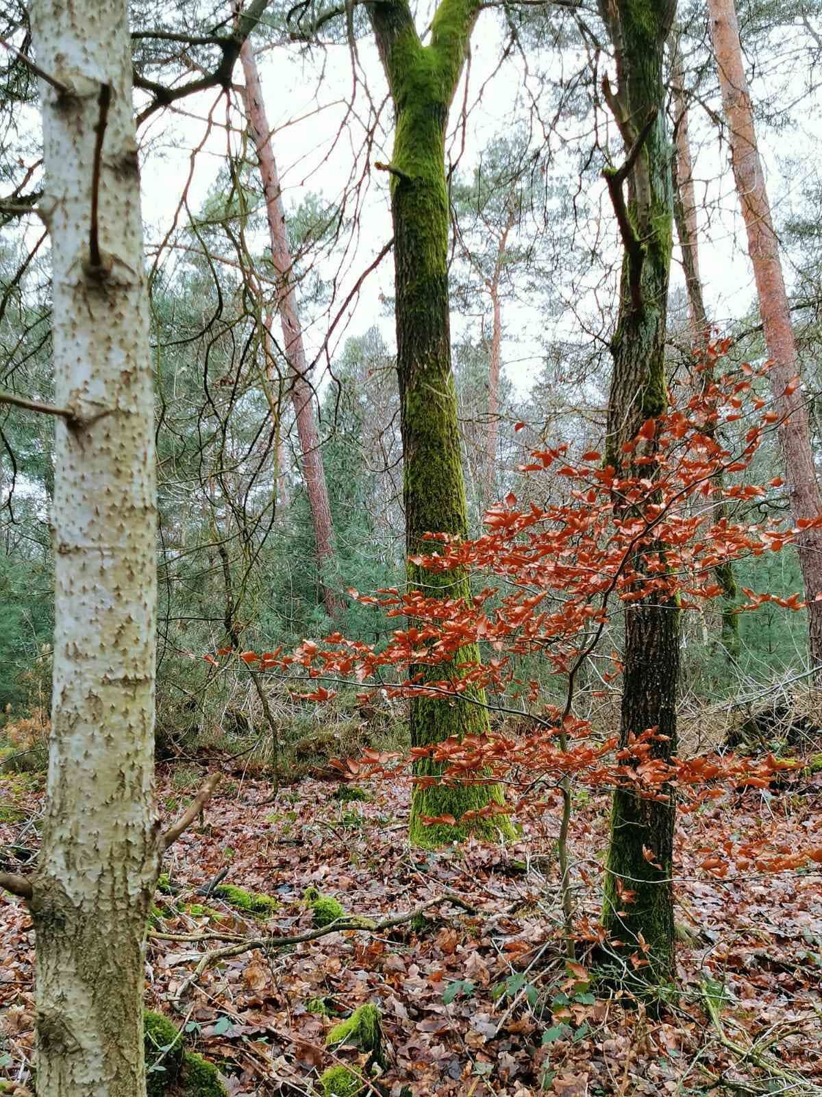 Waldspaziergang