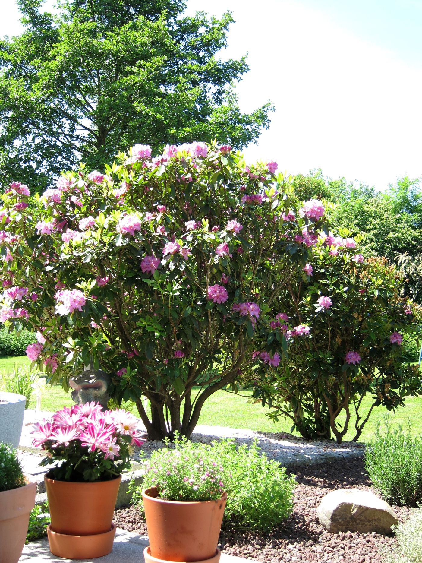 Rhododendron