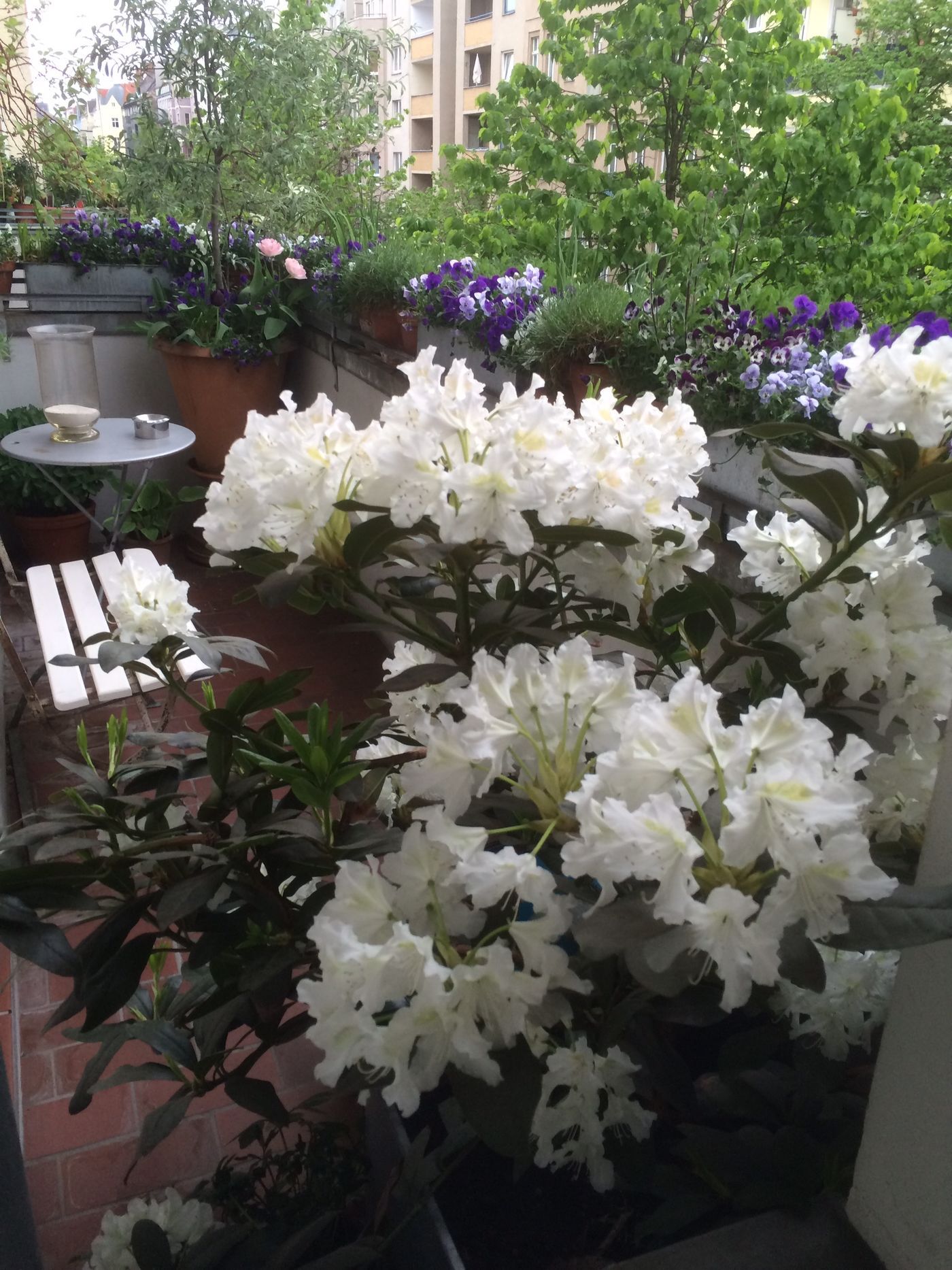 Rhododendron