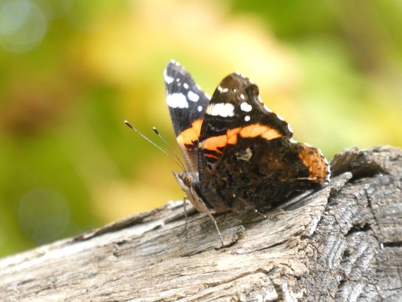 Schmetterling