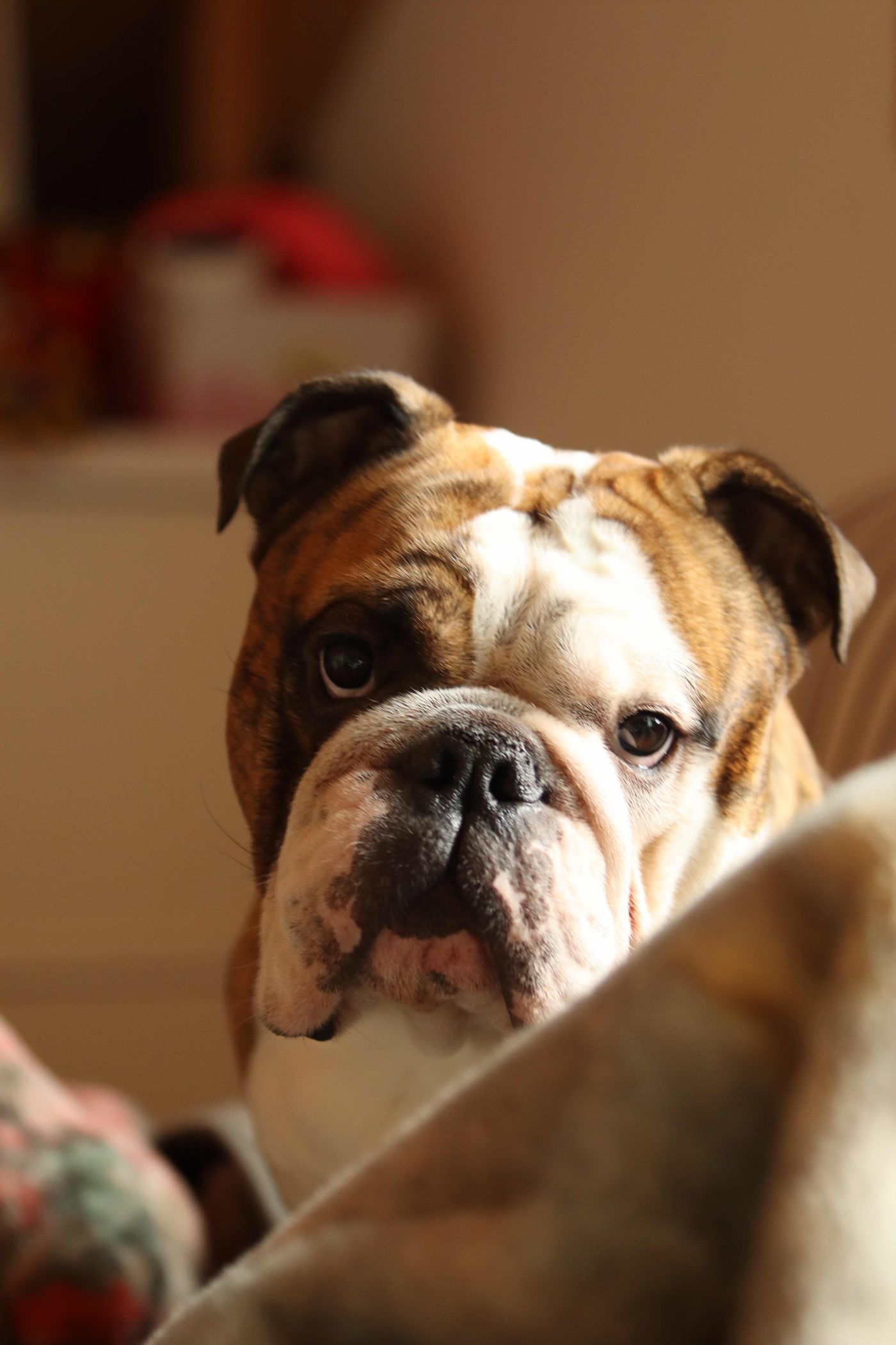 Englische Bulldogge