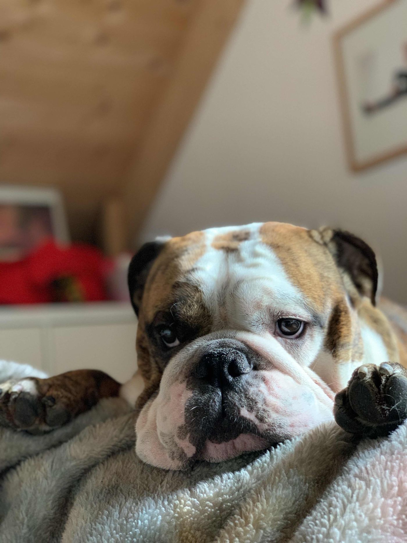 Englische Bulldogge