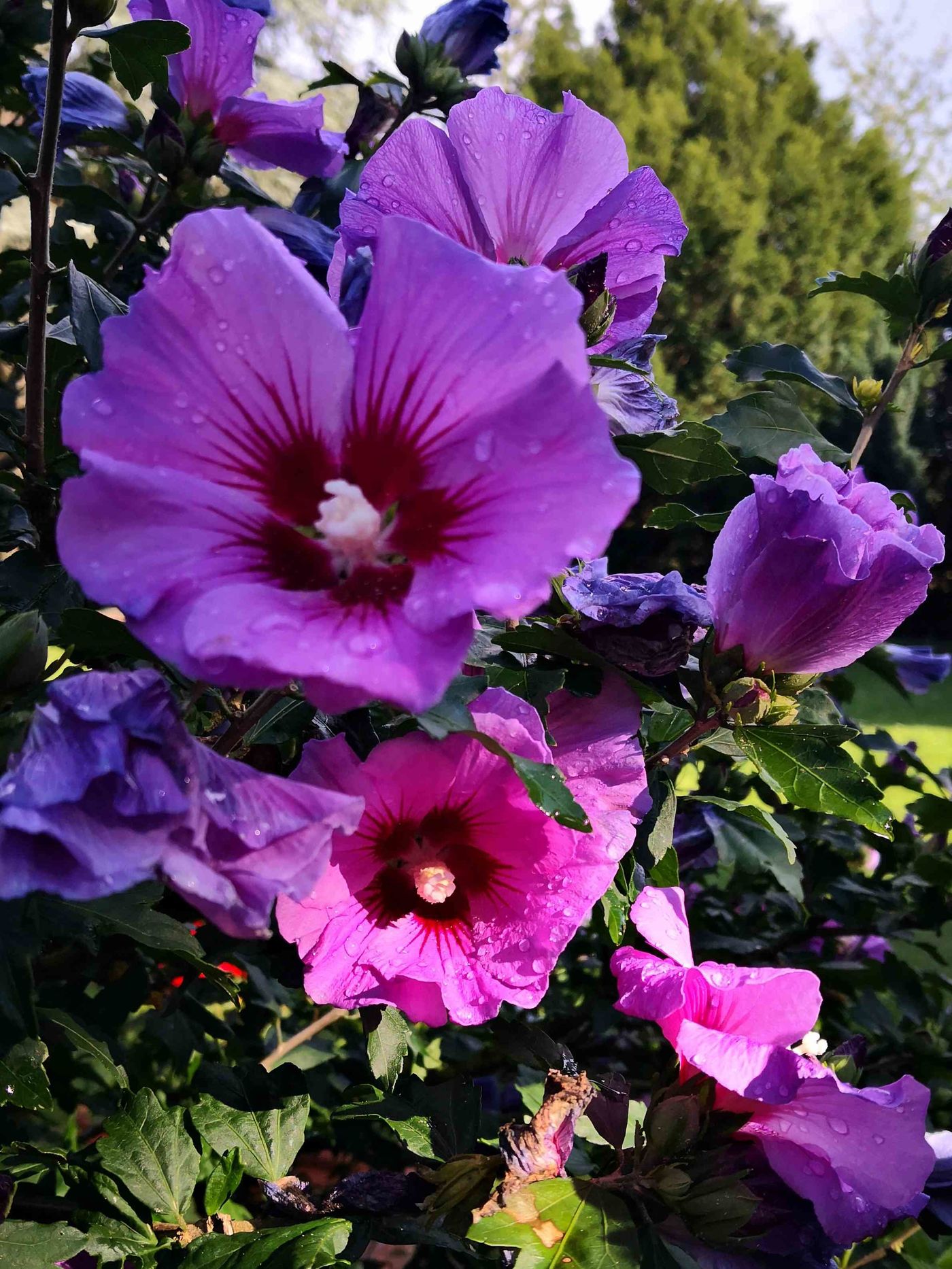 Hibiskus