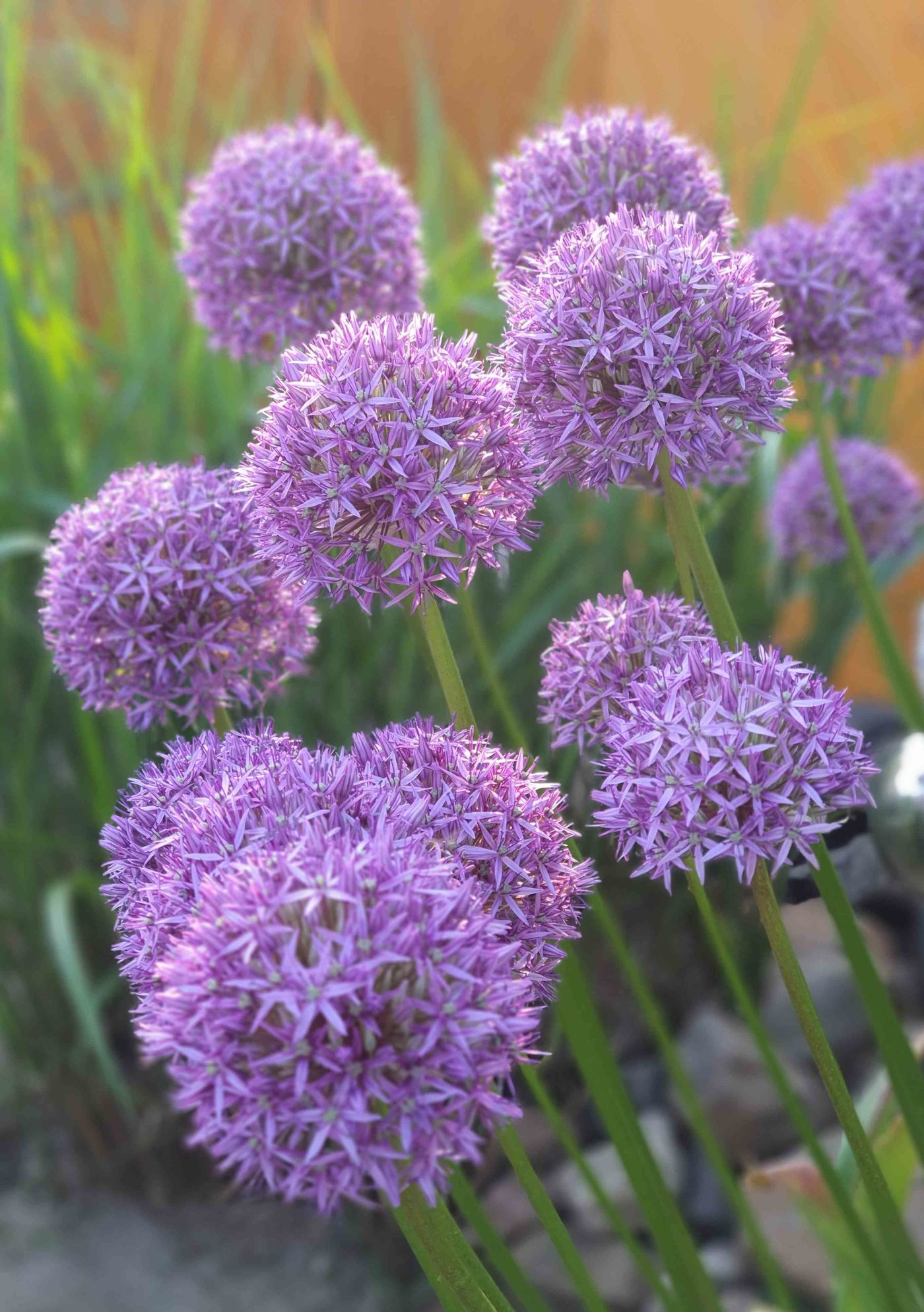 Allium