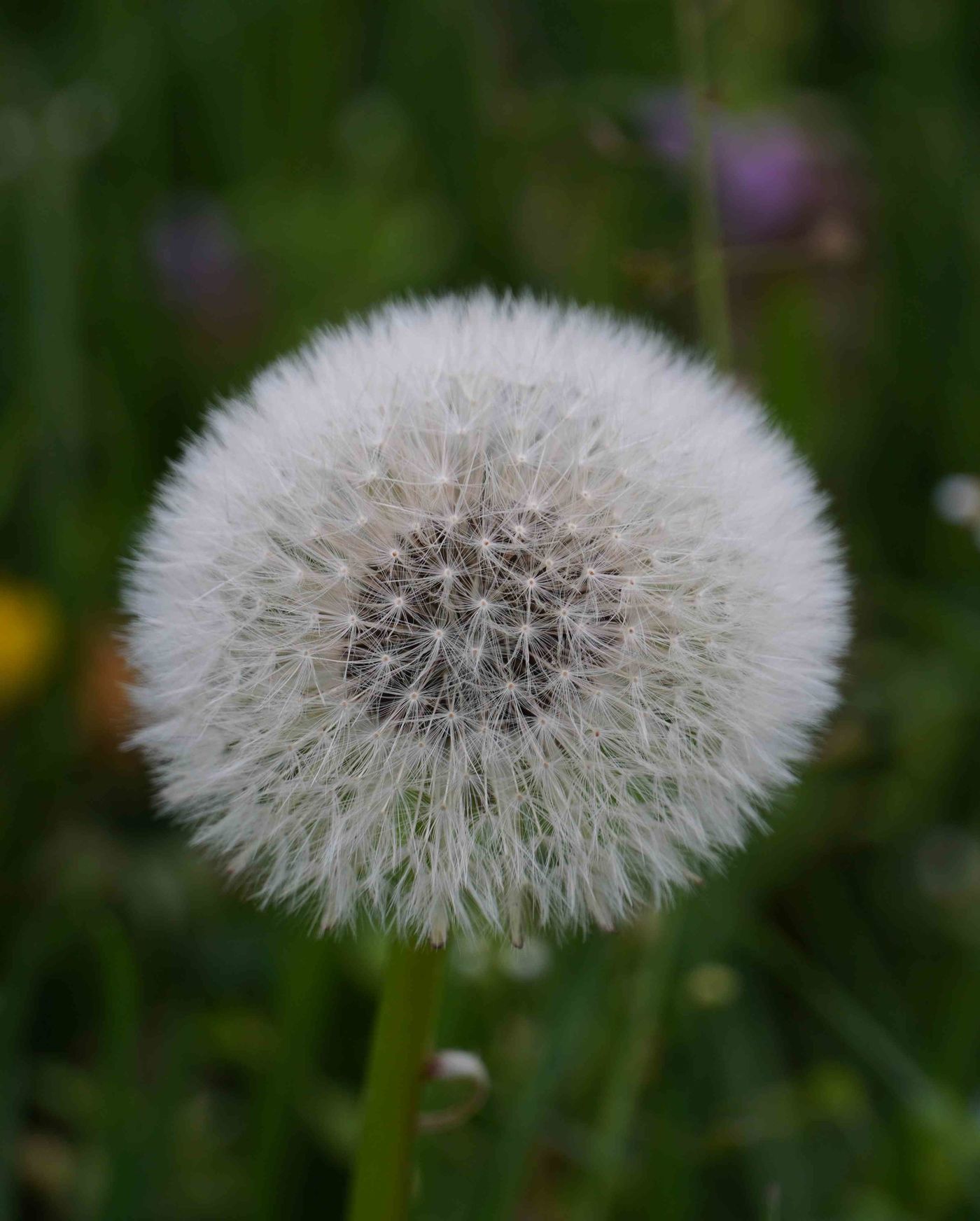 Pusteblumen