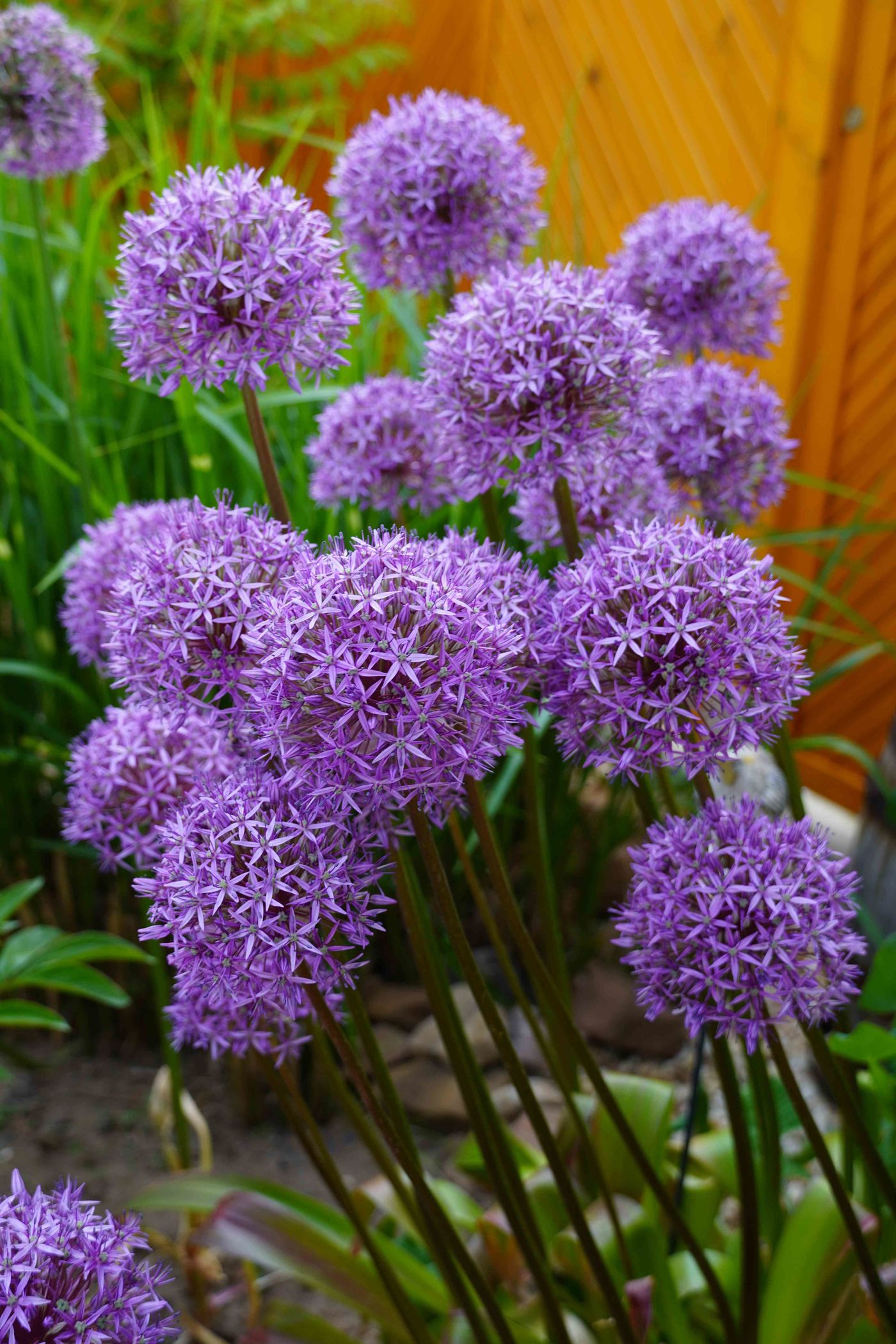 Allium