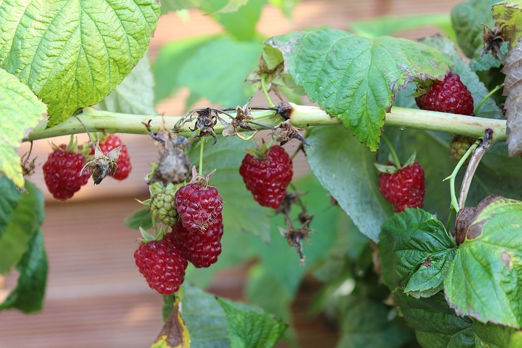 Himbeeren