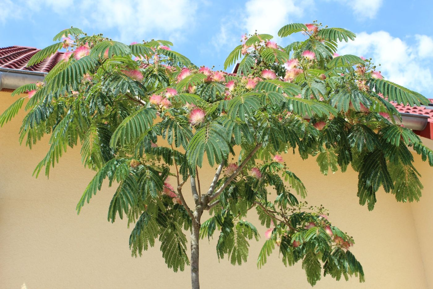 Albizia