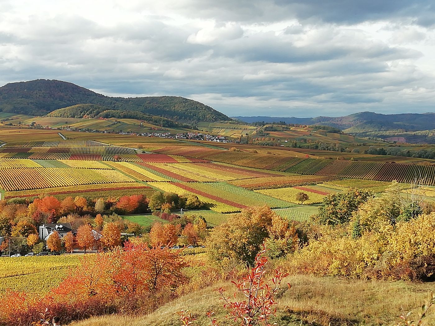 Weinberge