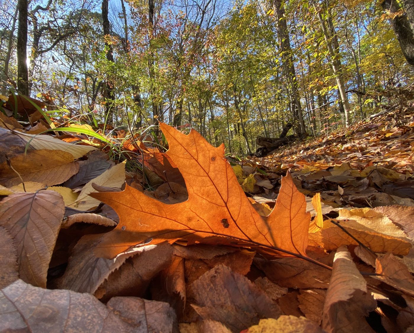 Herbstwald