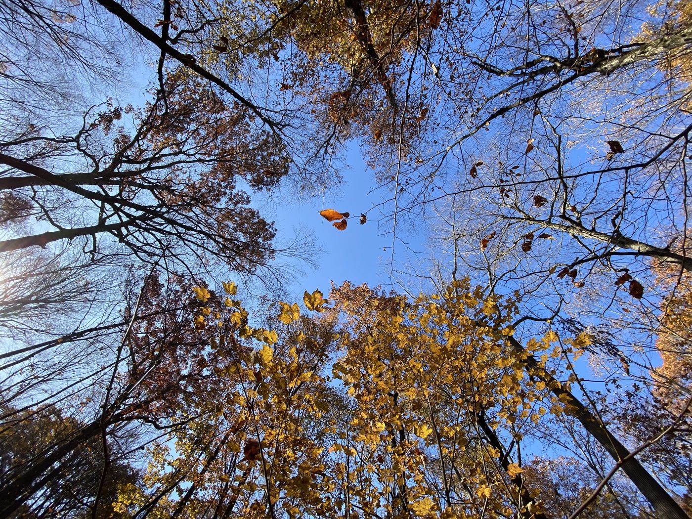 Herbstwald