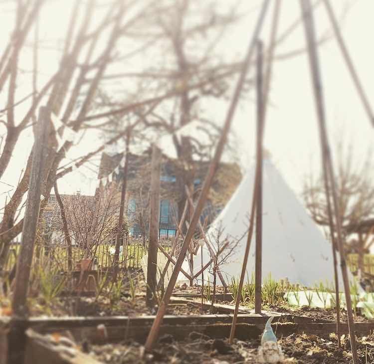 Tipi