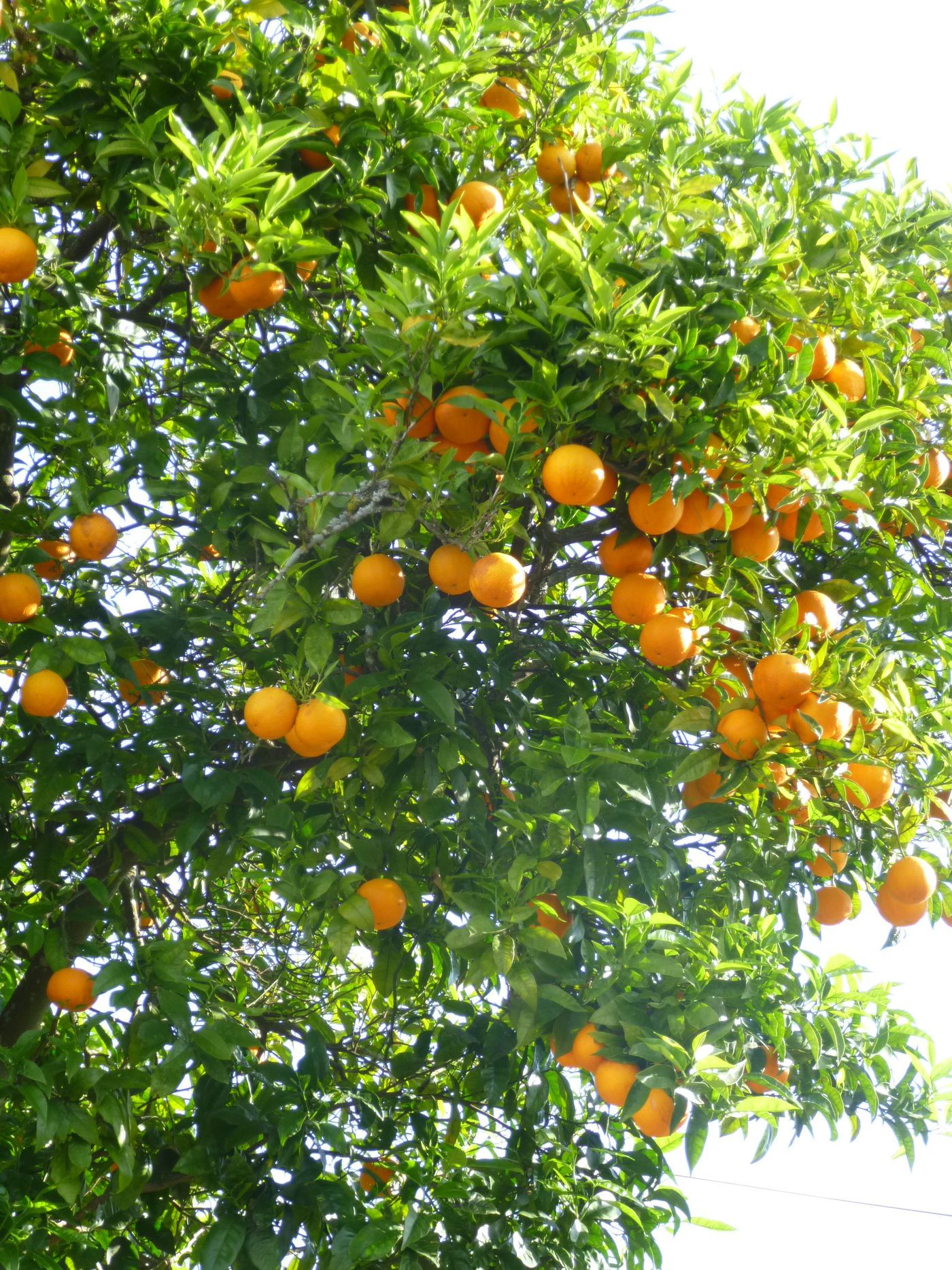 ORangenbaum