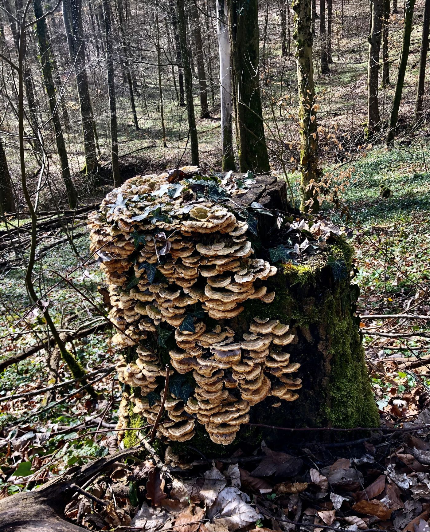 Waldspaziergang