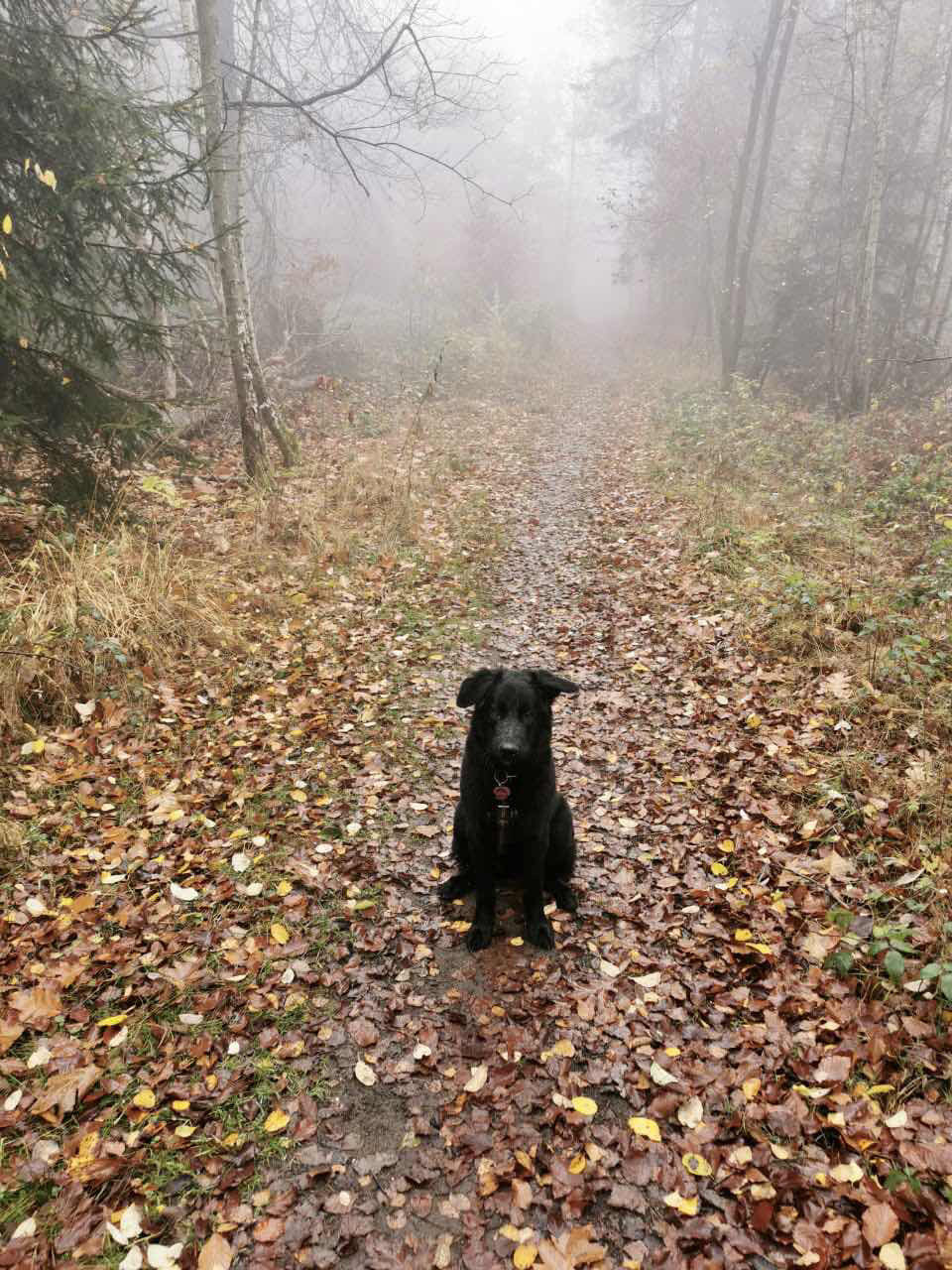 Waldspaziergang