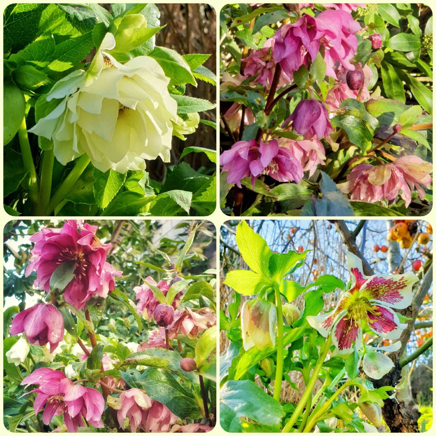 Helleborus