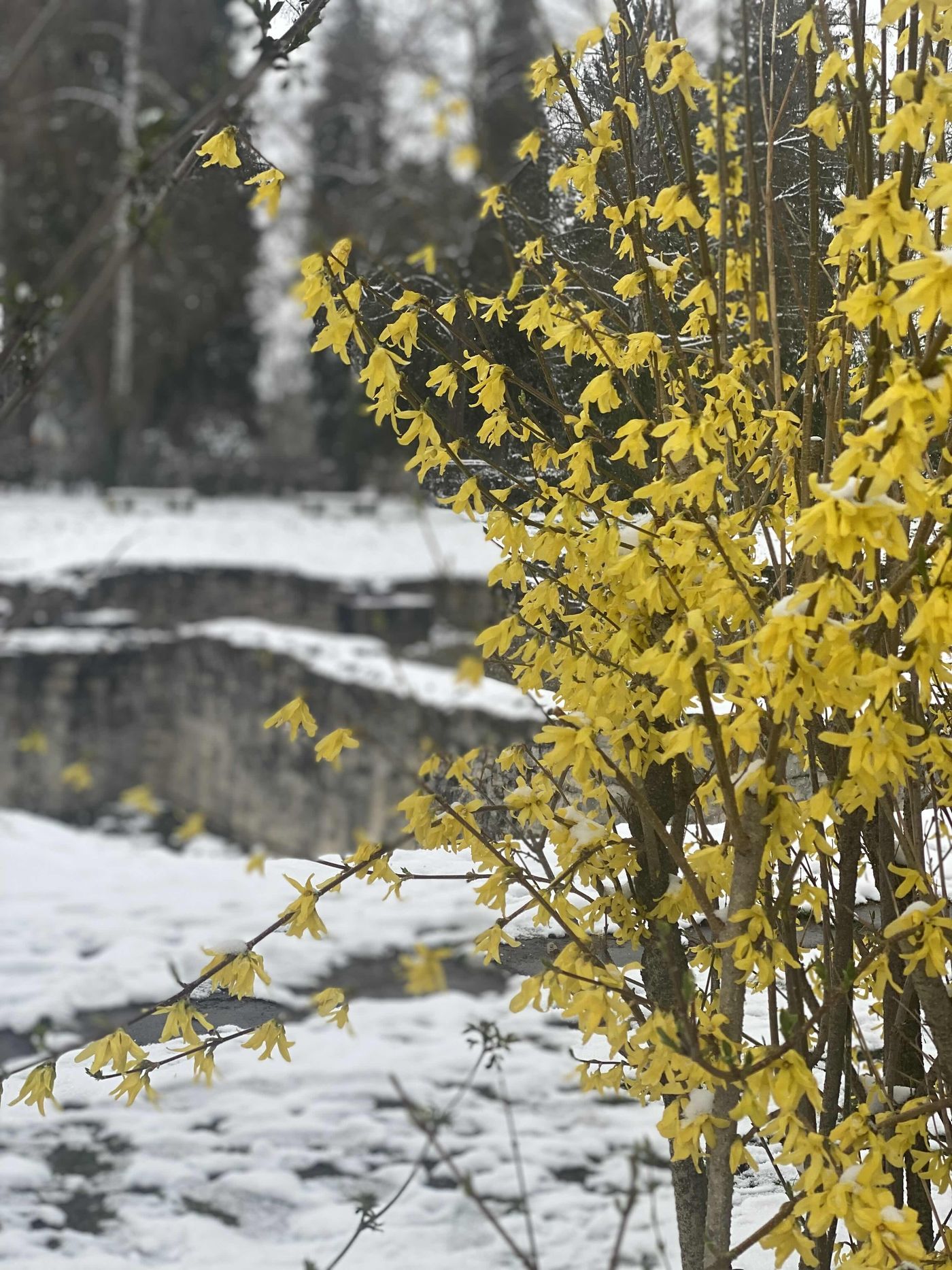 Forsythien