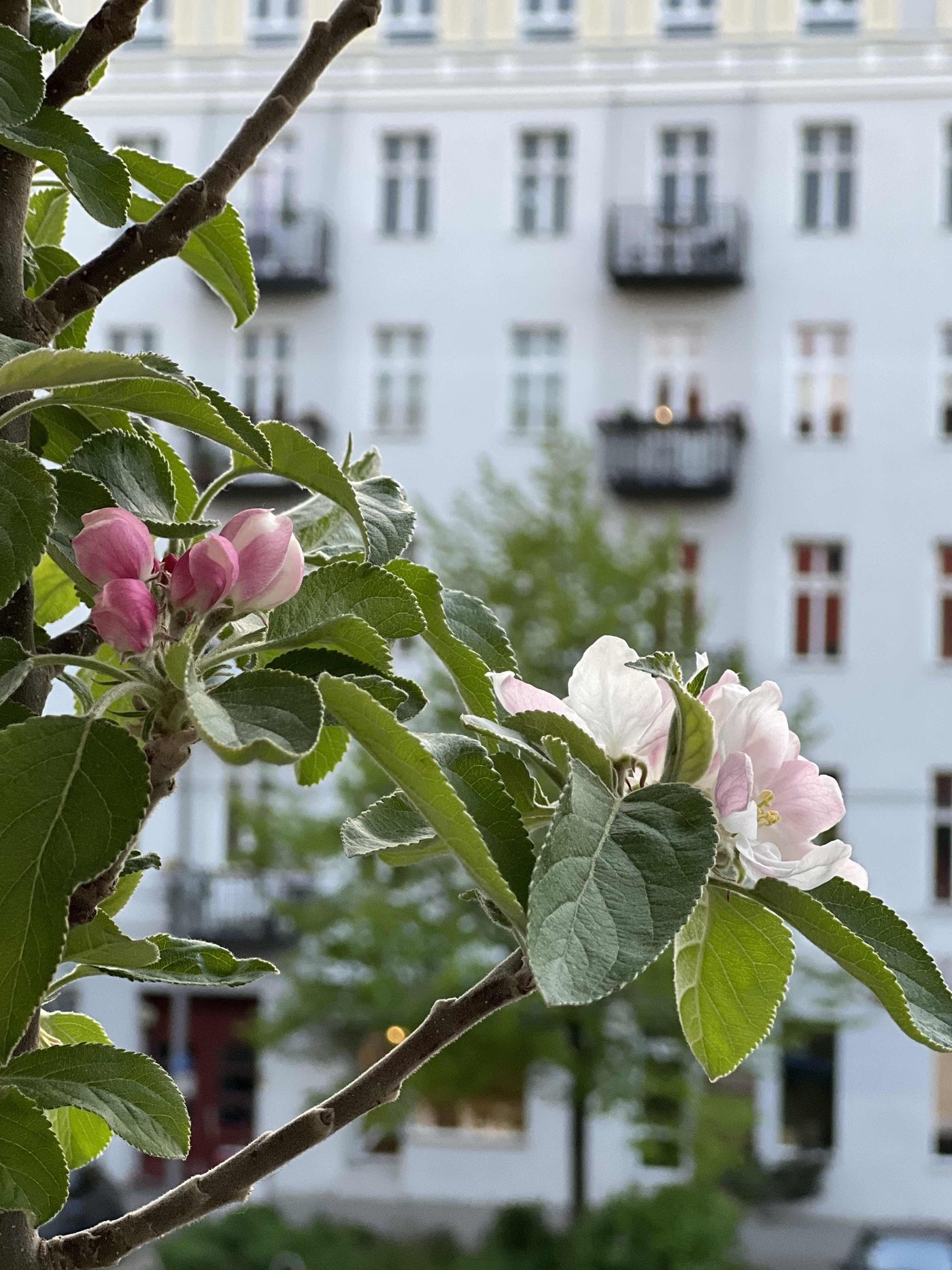 Apfelblüten