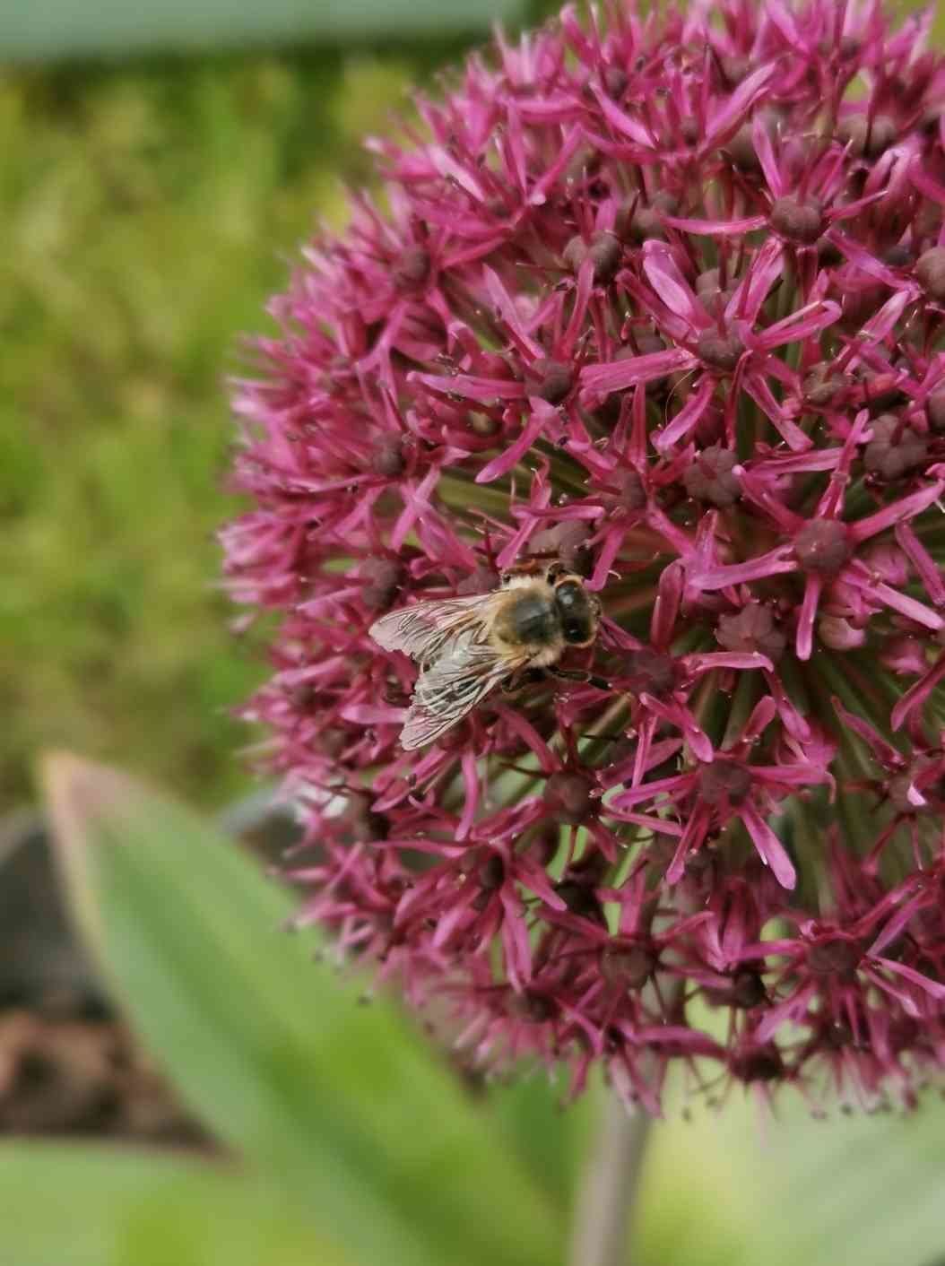 Allium