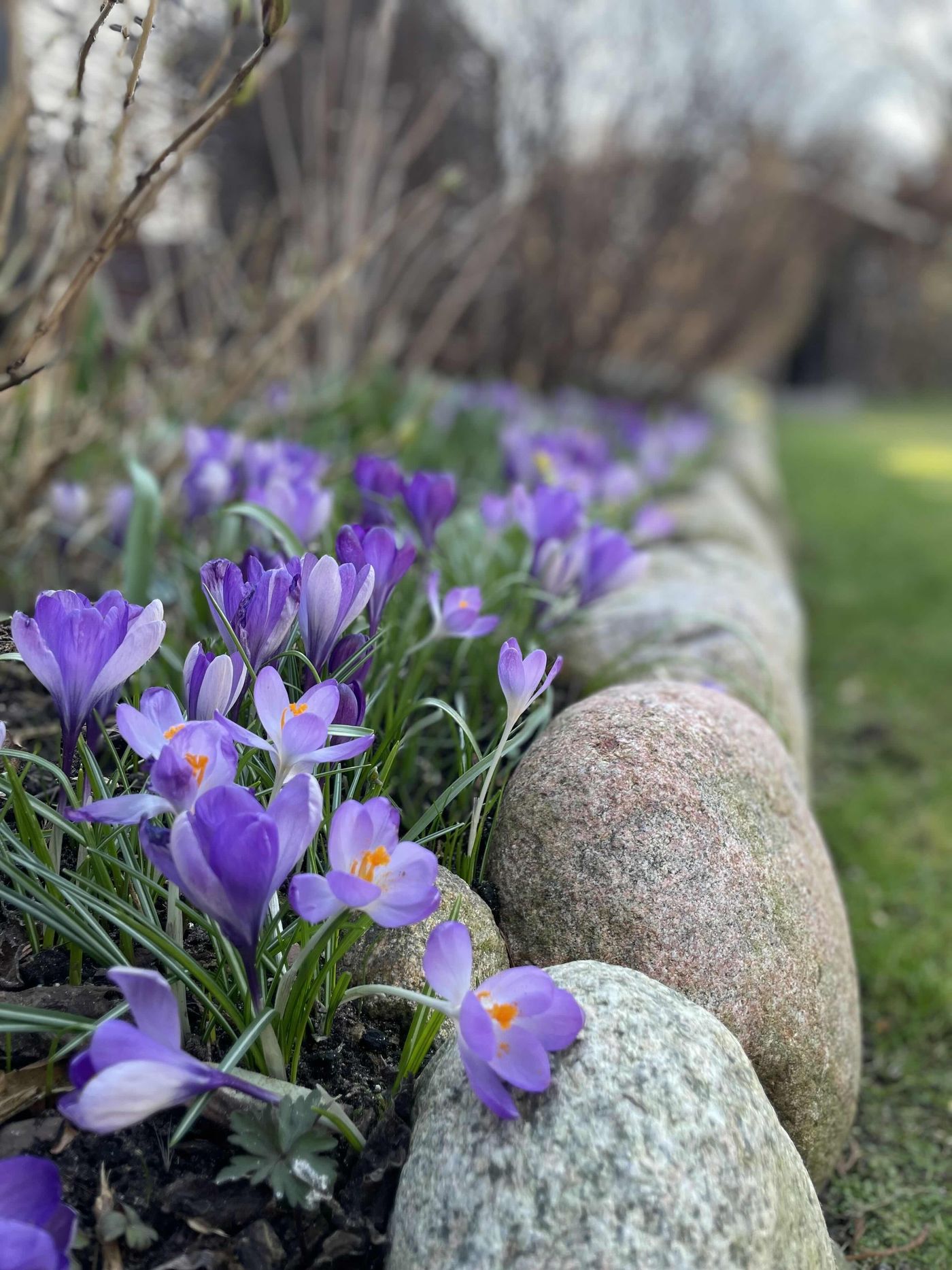 Krokus