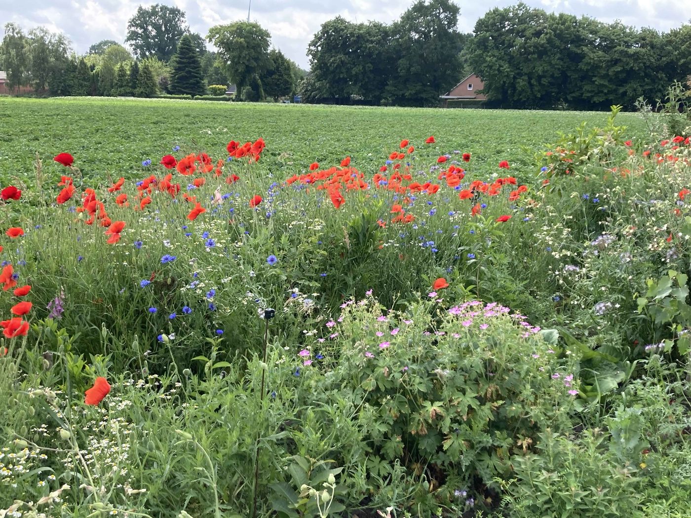 Blumenwiese