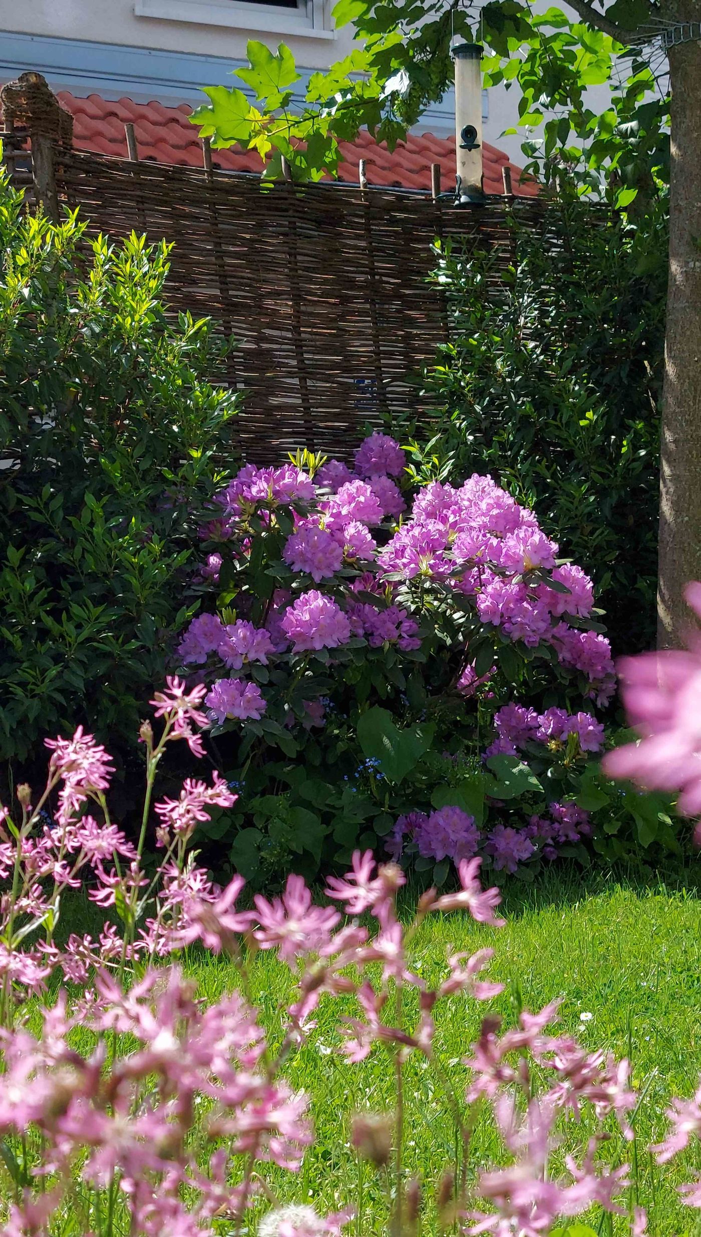 Rhododendron