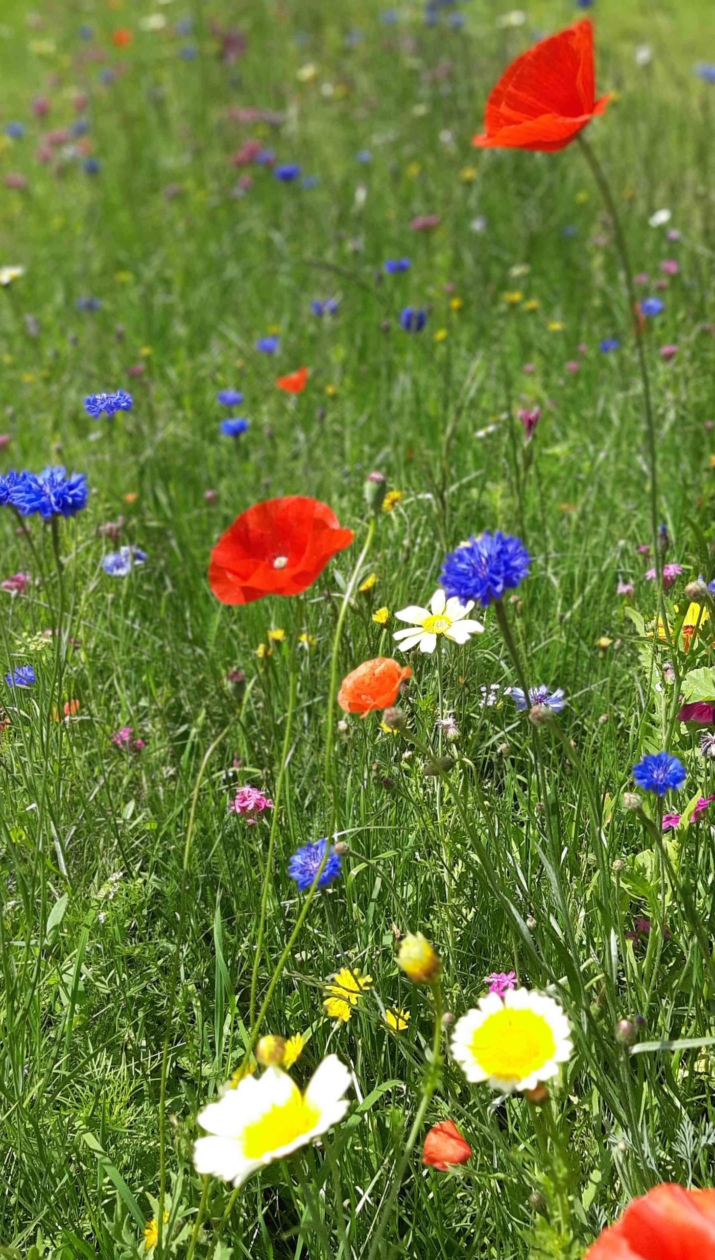 Blumenwiese