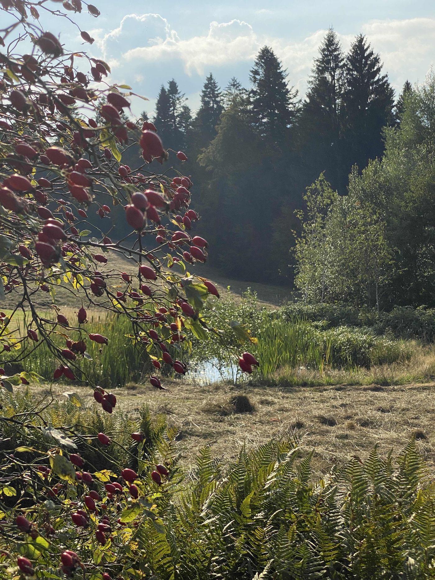 Landschaft