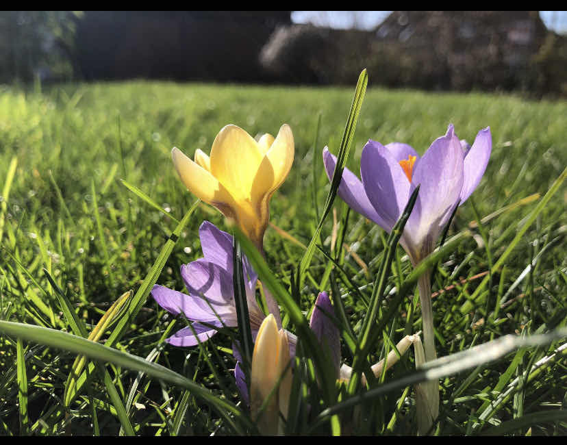 Frühlingsboten