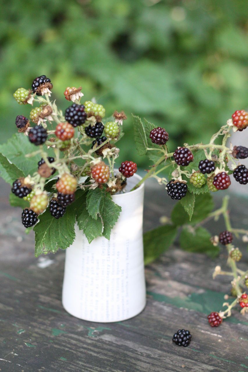 Brombeeren