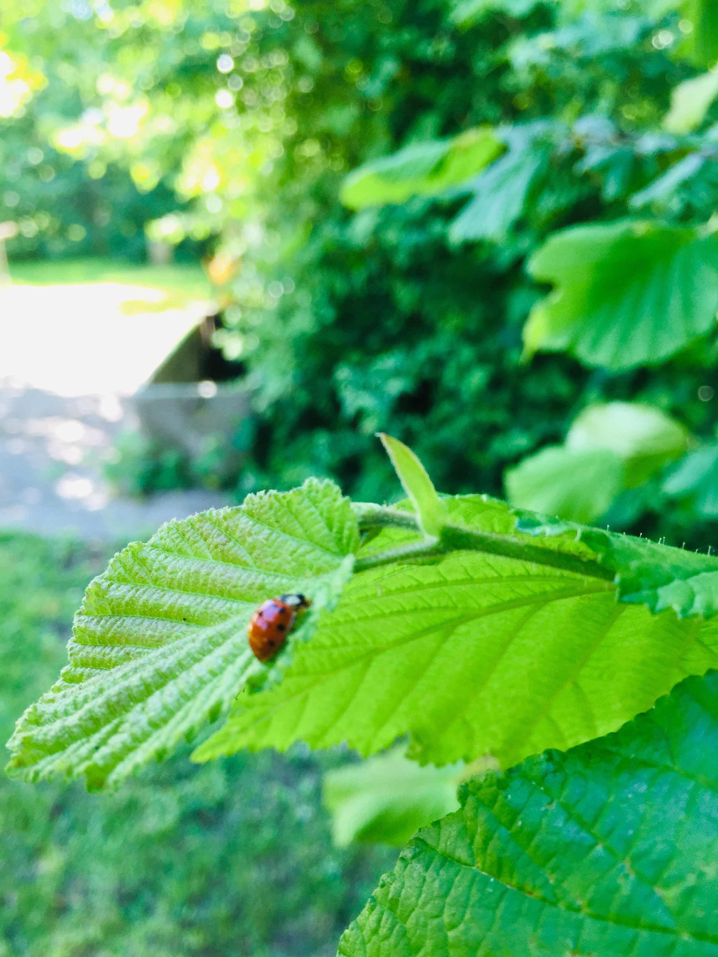 Kleiner Garten