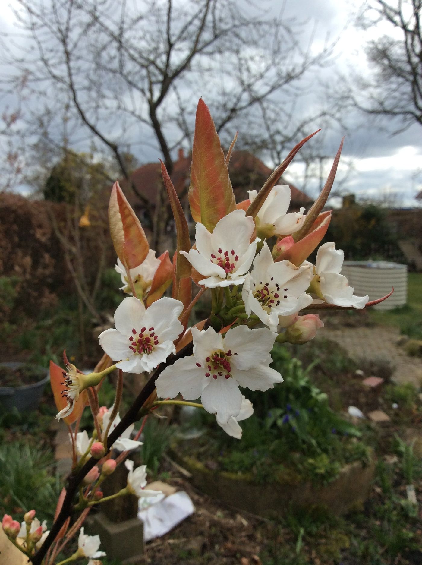 Obstbaum